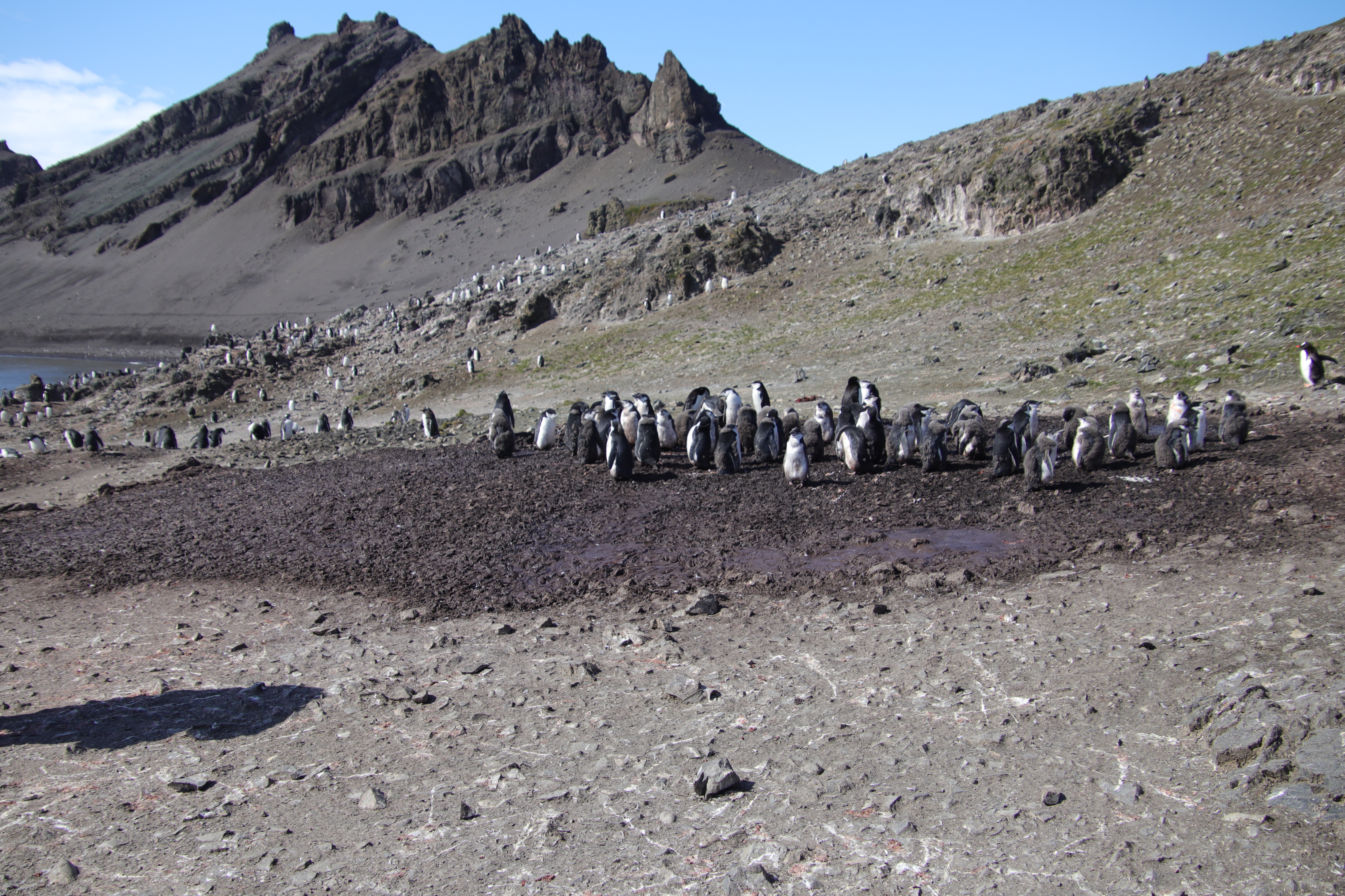 Chinstrap colony