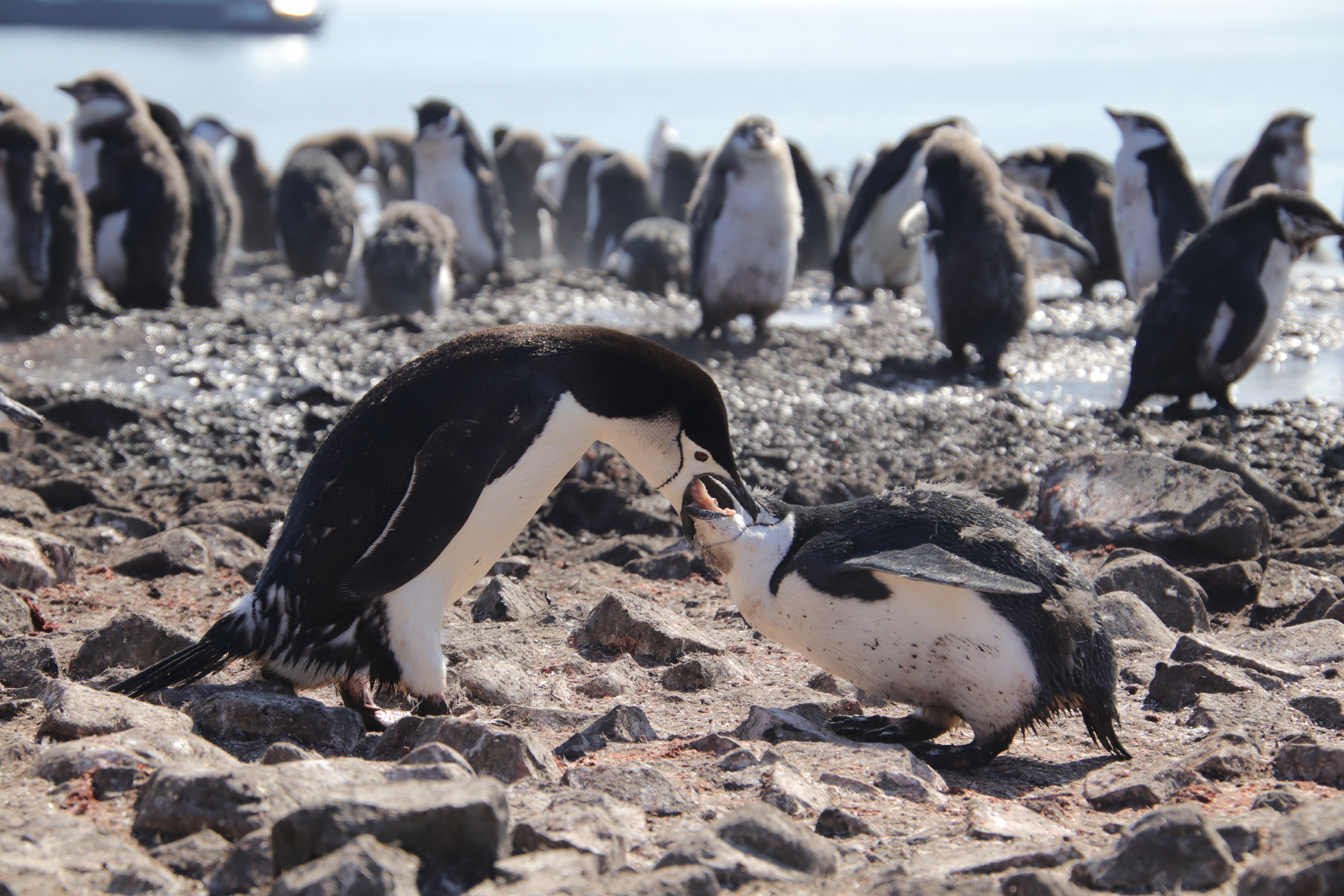 Chinstrap feeding