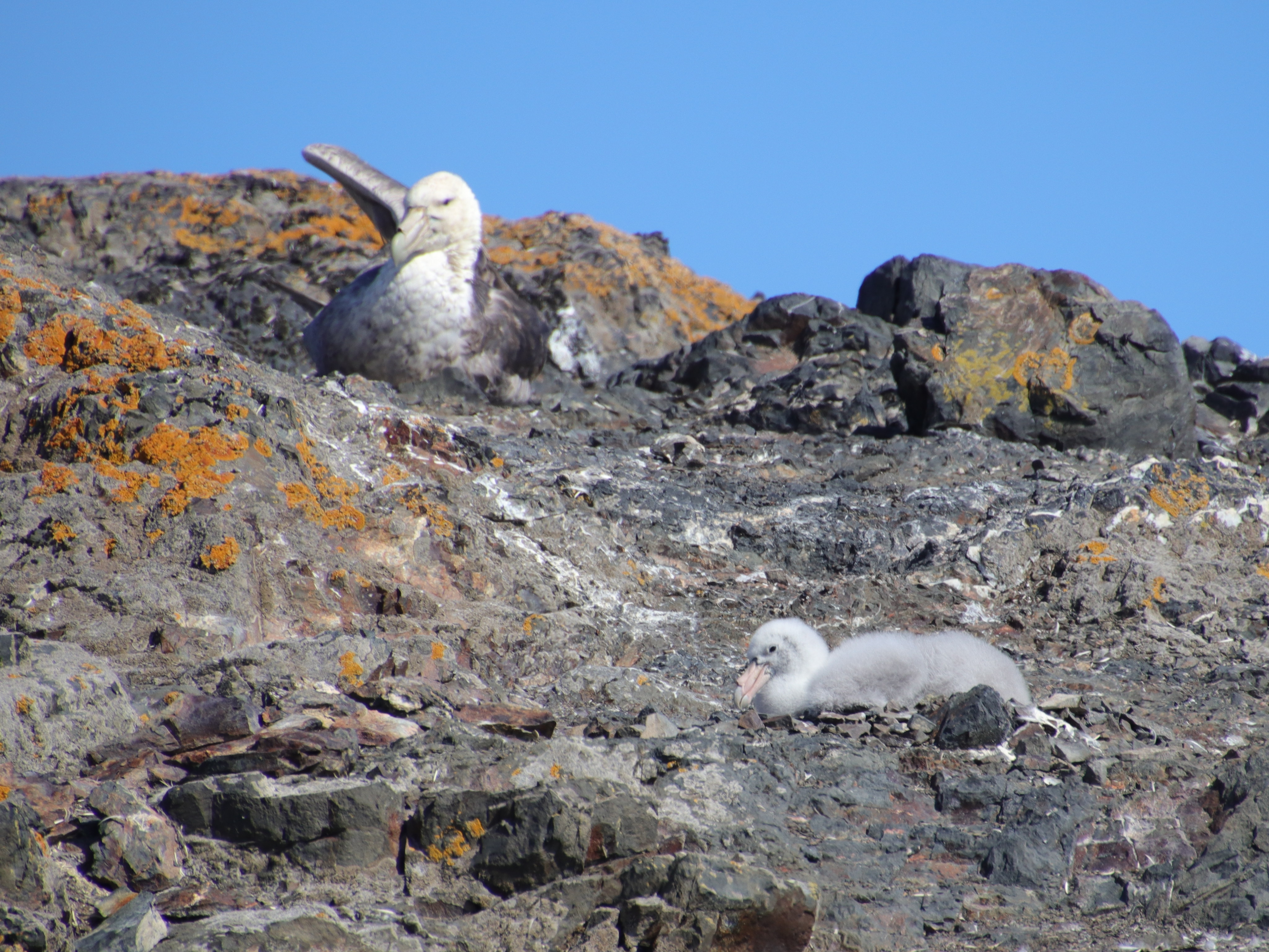 Southern giant petrel chick and adult