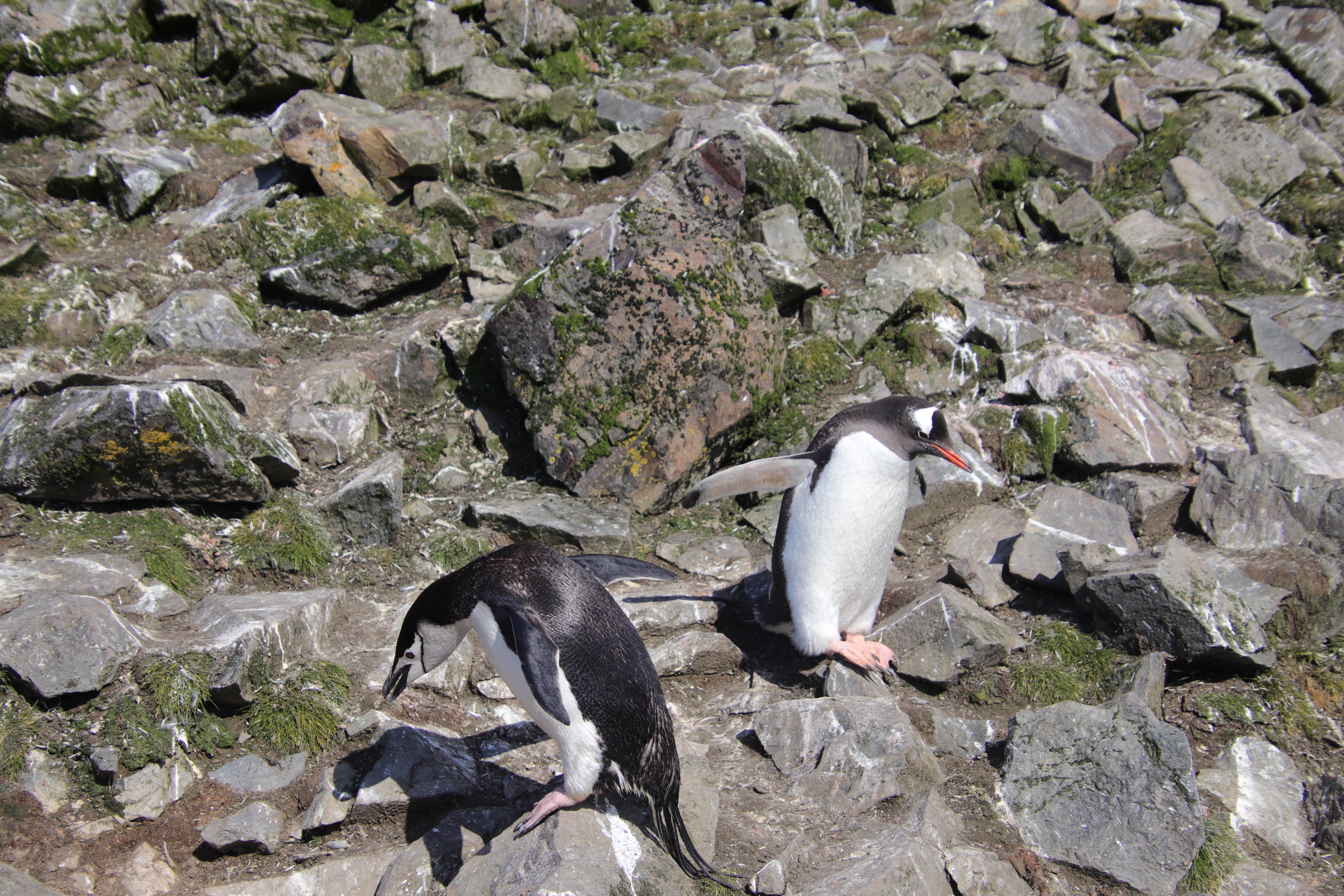 Gentoo and chinstrap crossing paths