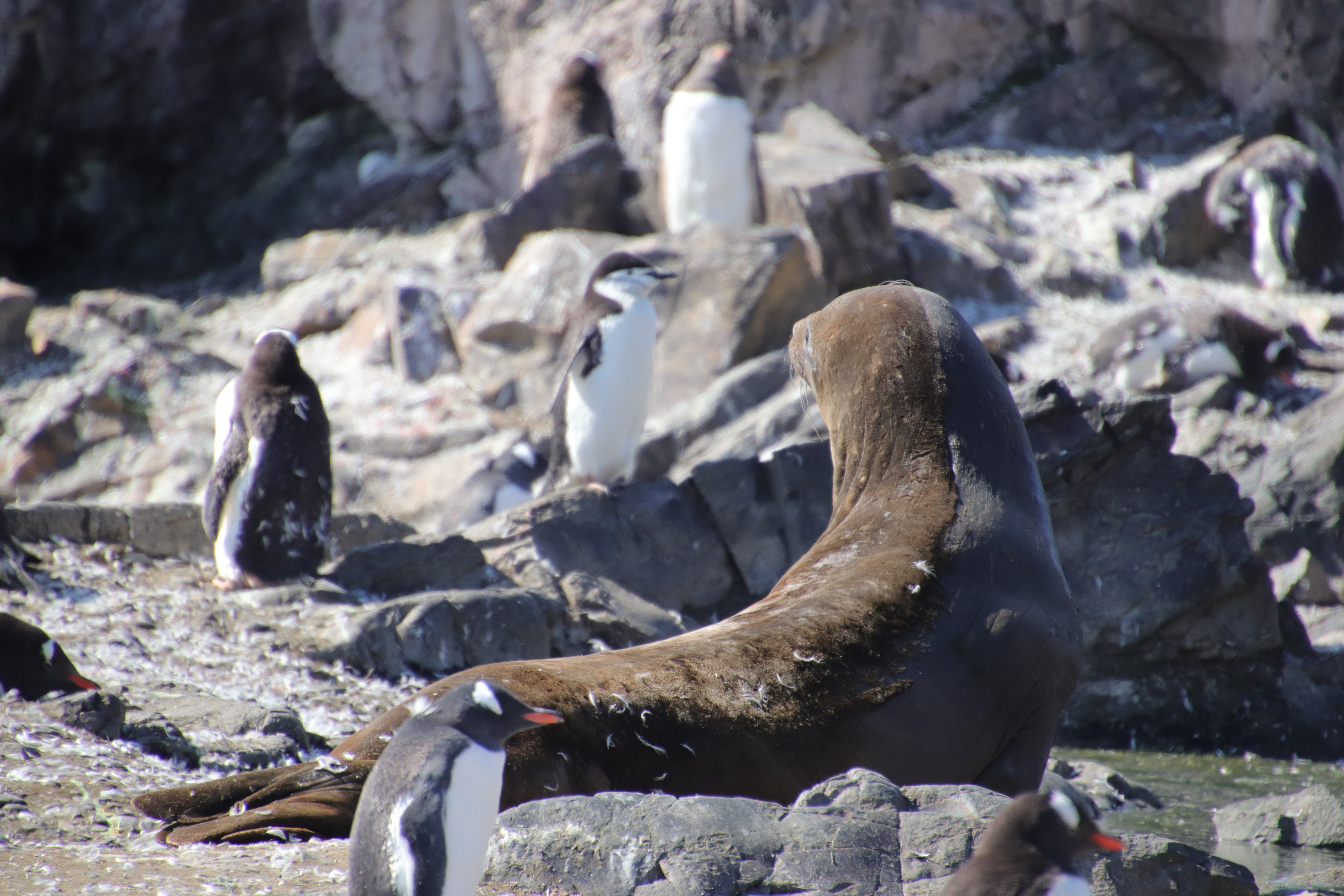 Elephant seal shedding