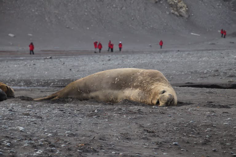 Elephant seal ‘beach master’
