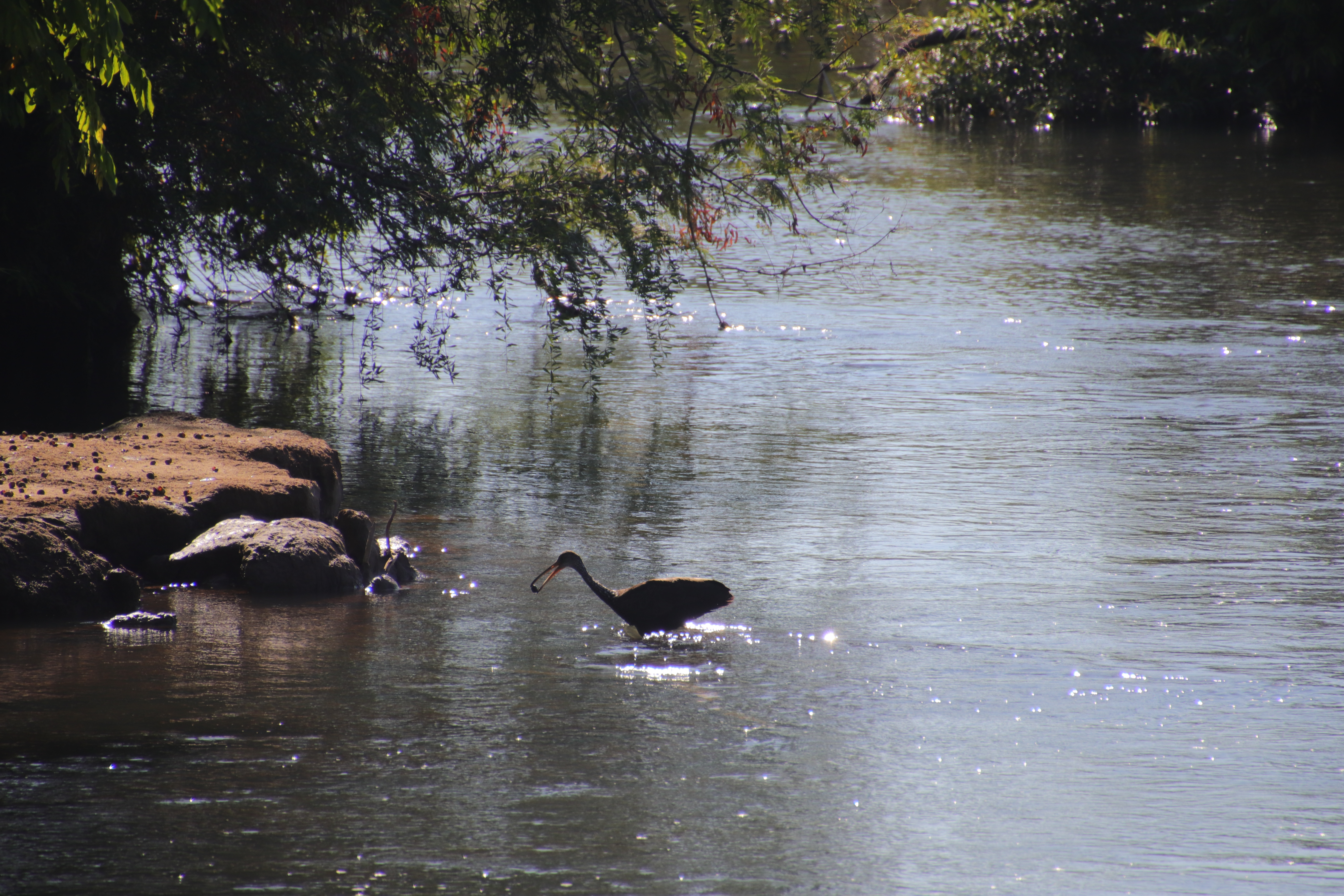 Limpkin