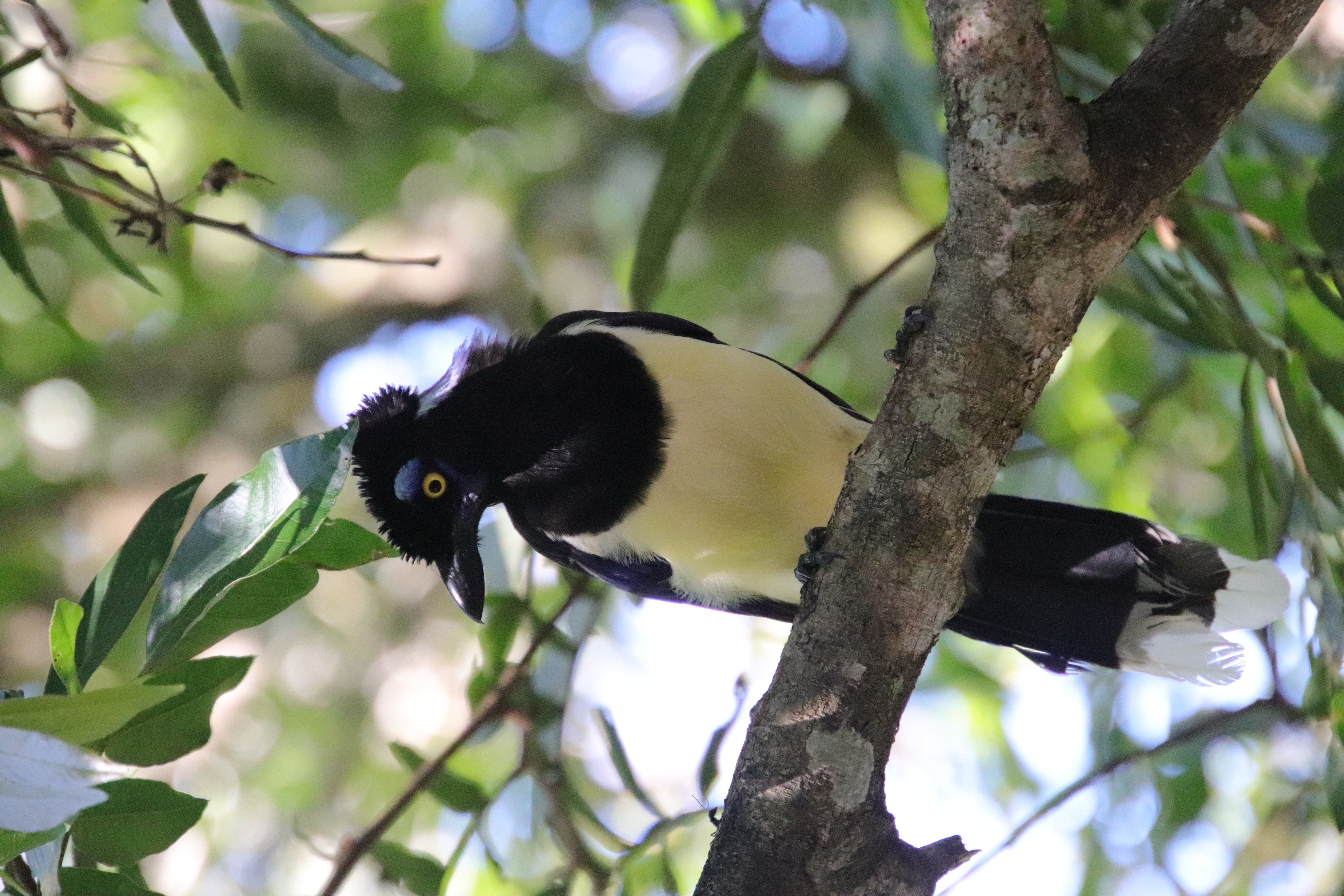 Plush Crested Jay