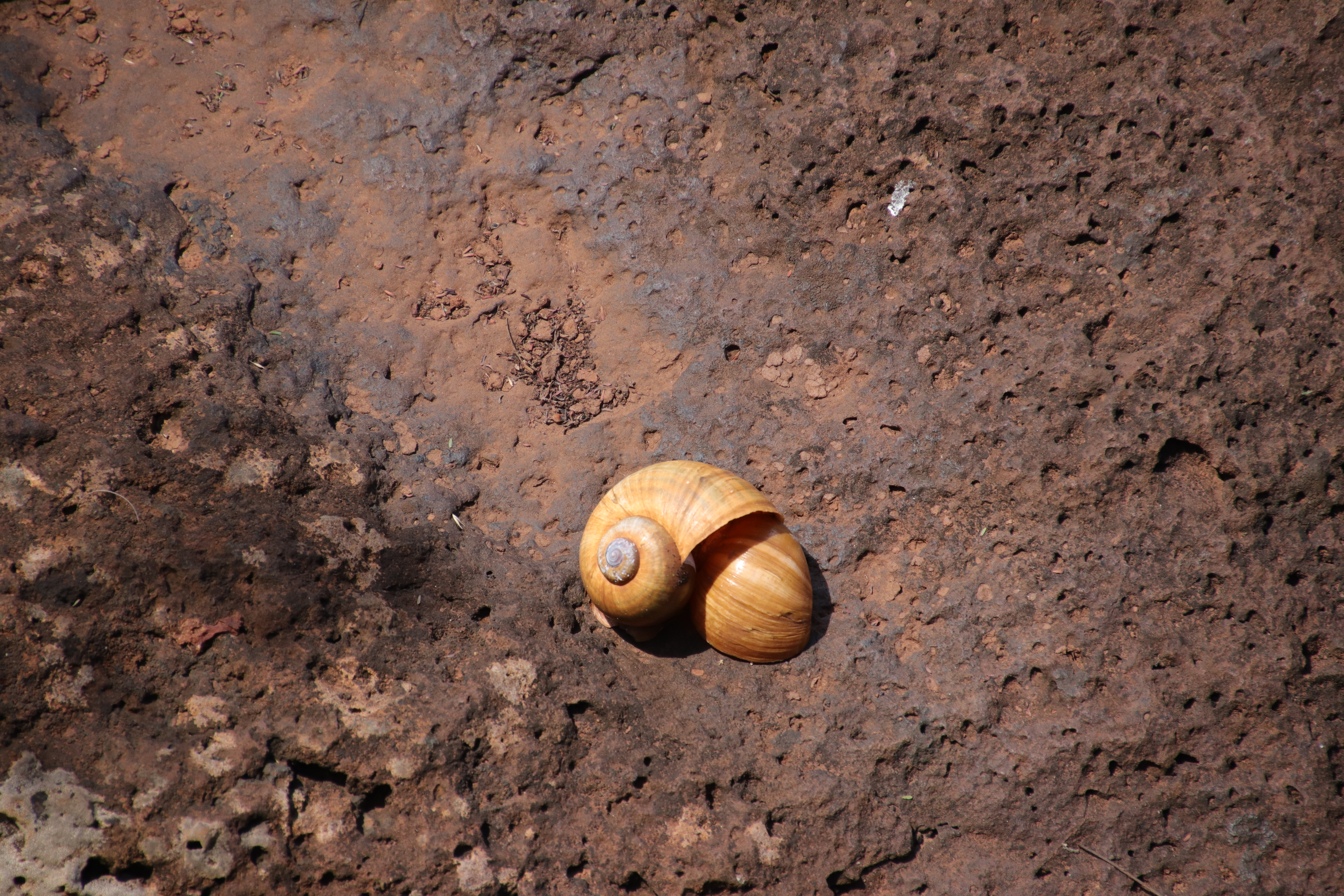 Snail shells on rocks