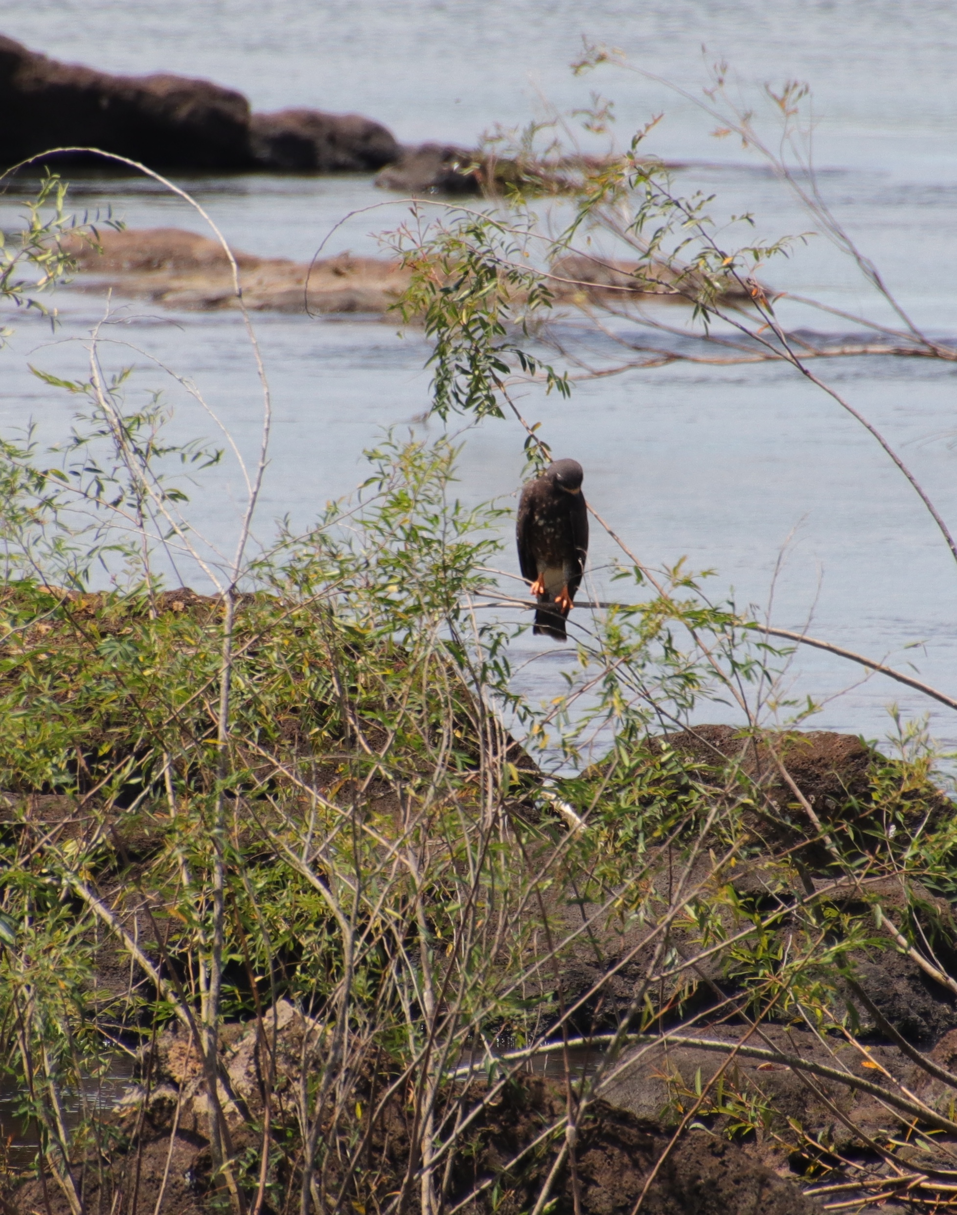 Snail Kite