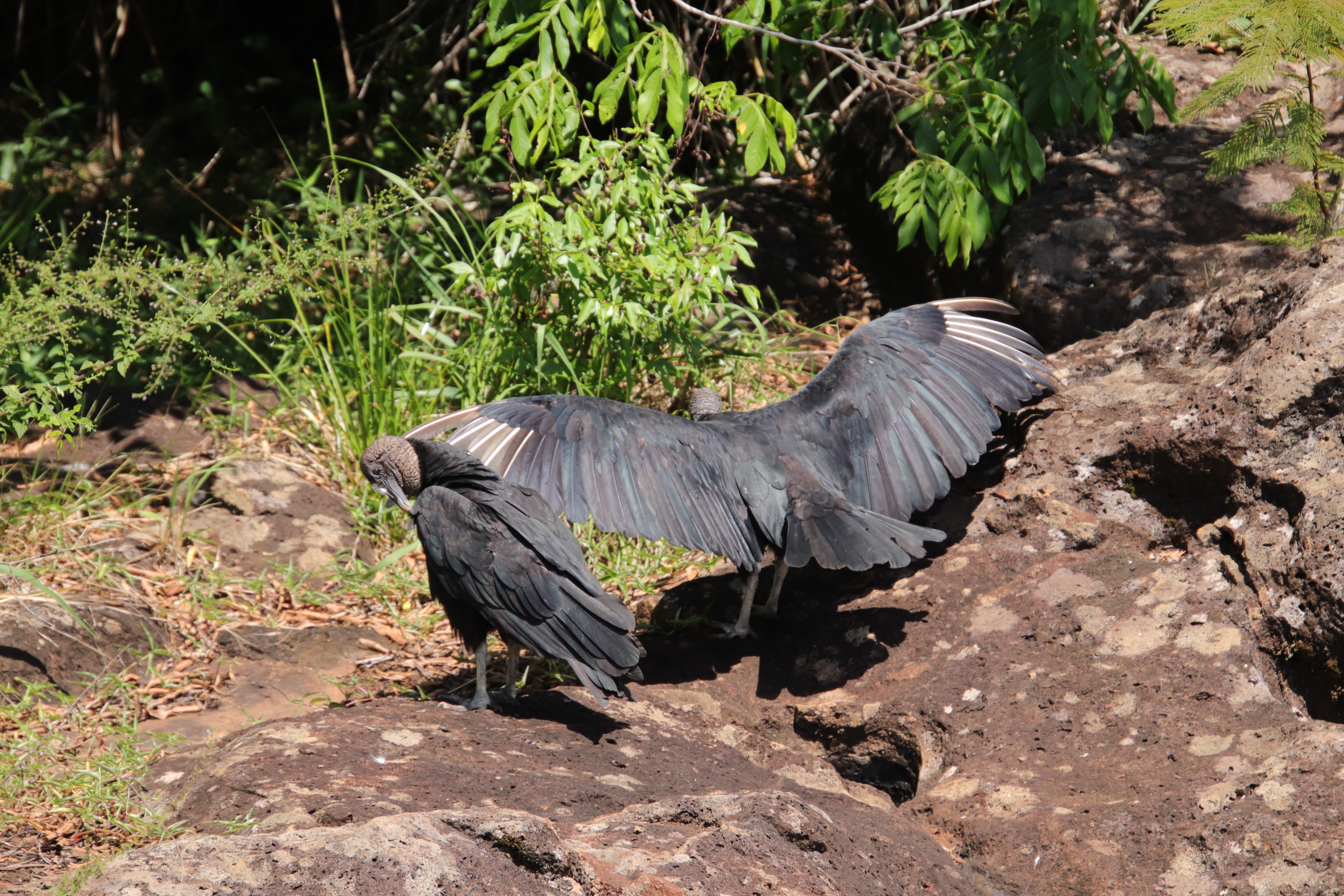 Black-headed Vulture