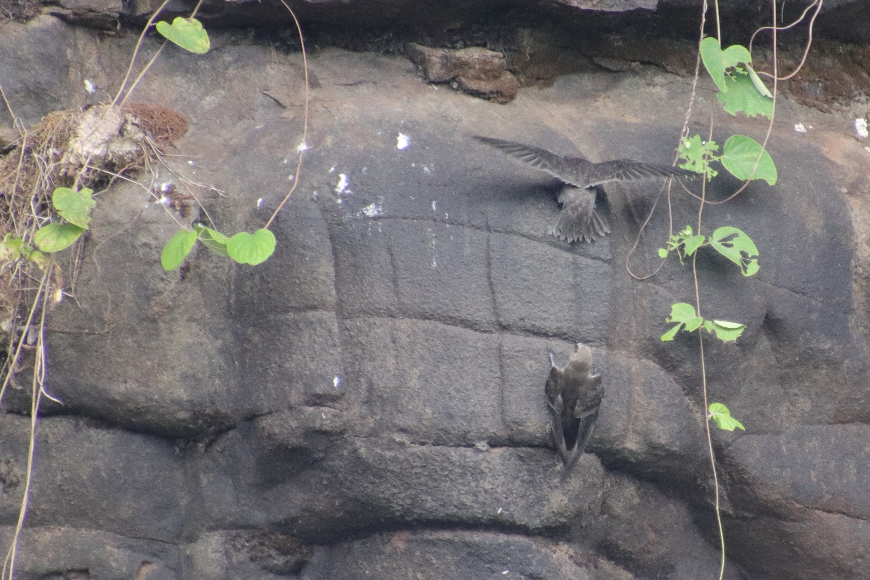 Juvenile Dusky Swift and parent