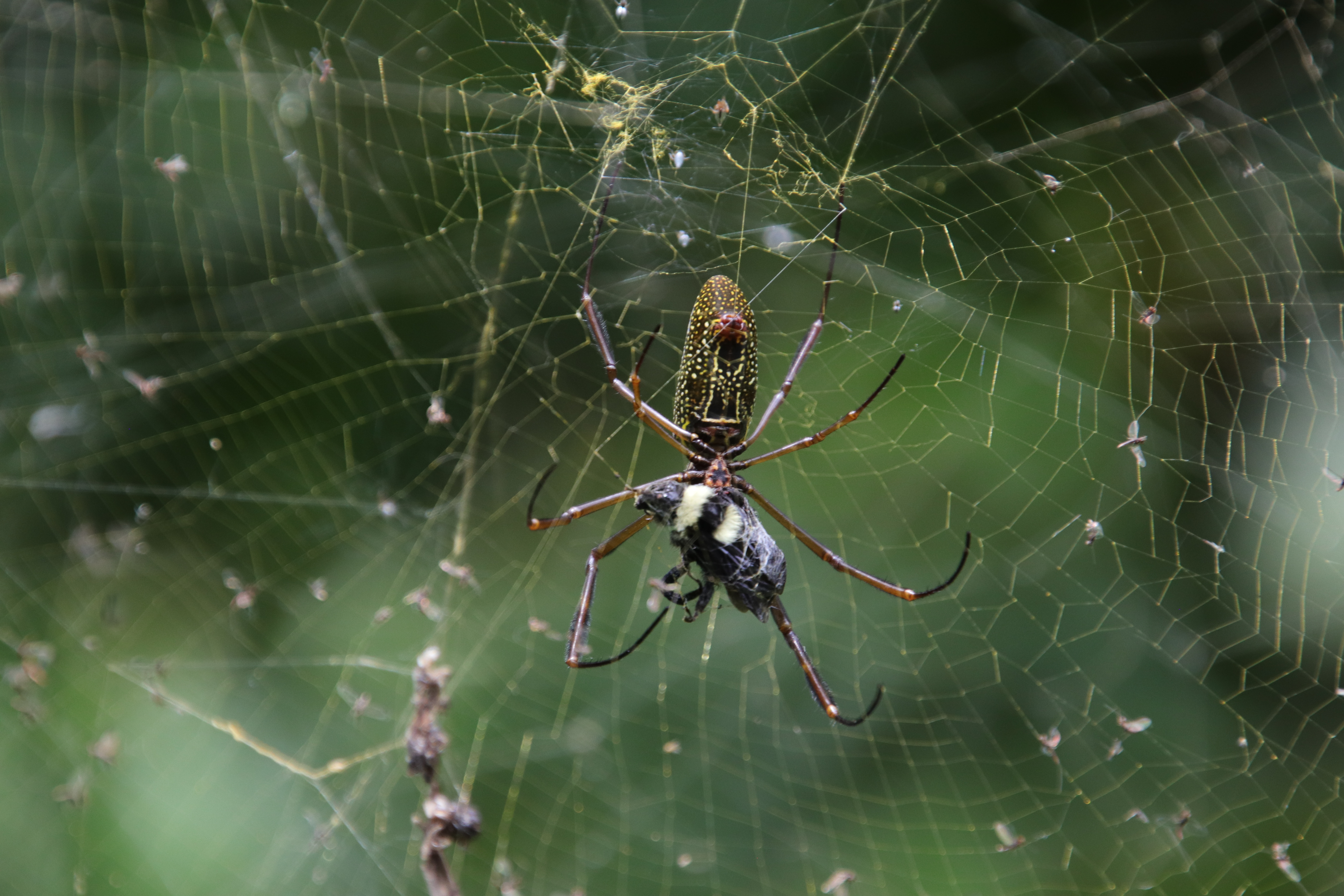 Spider with bee and golden web