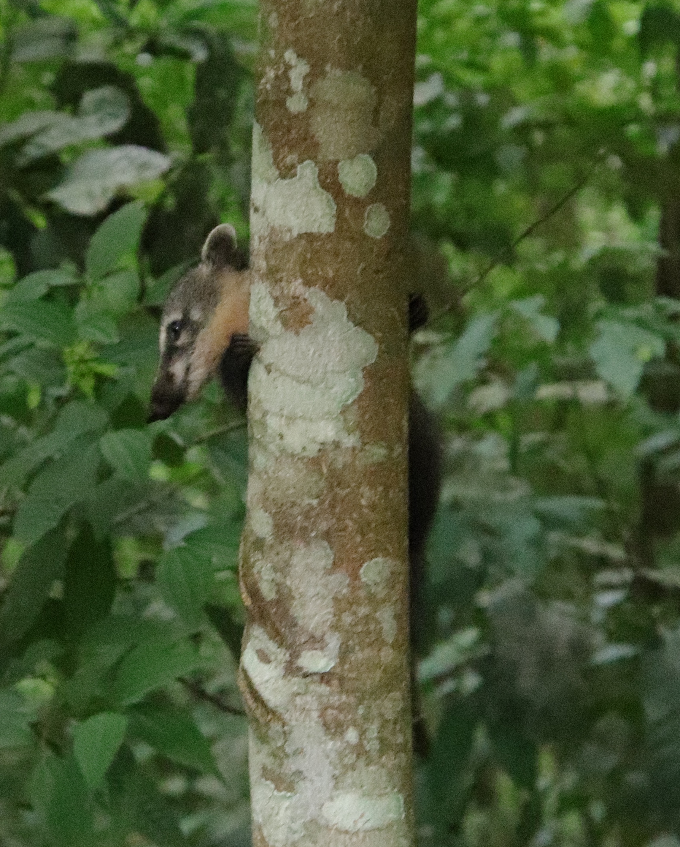 Coati in tree