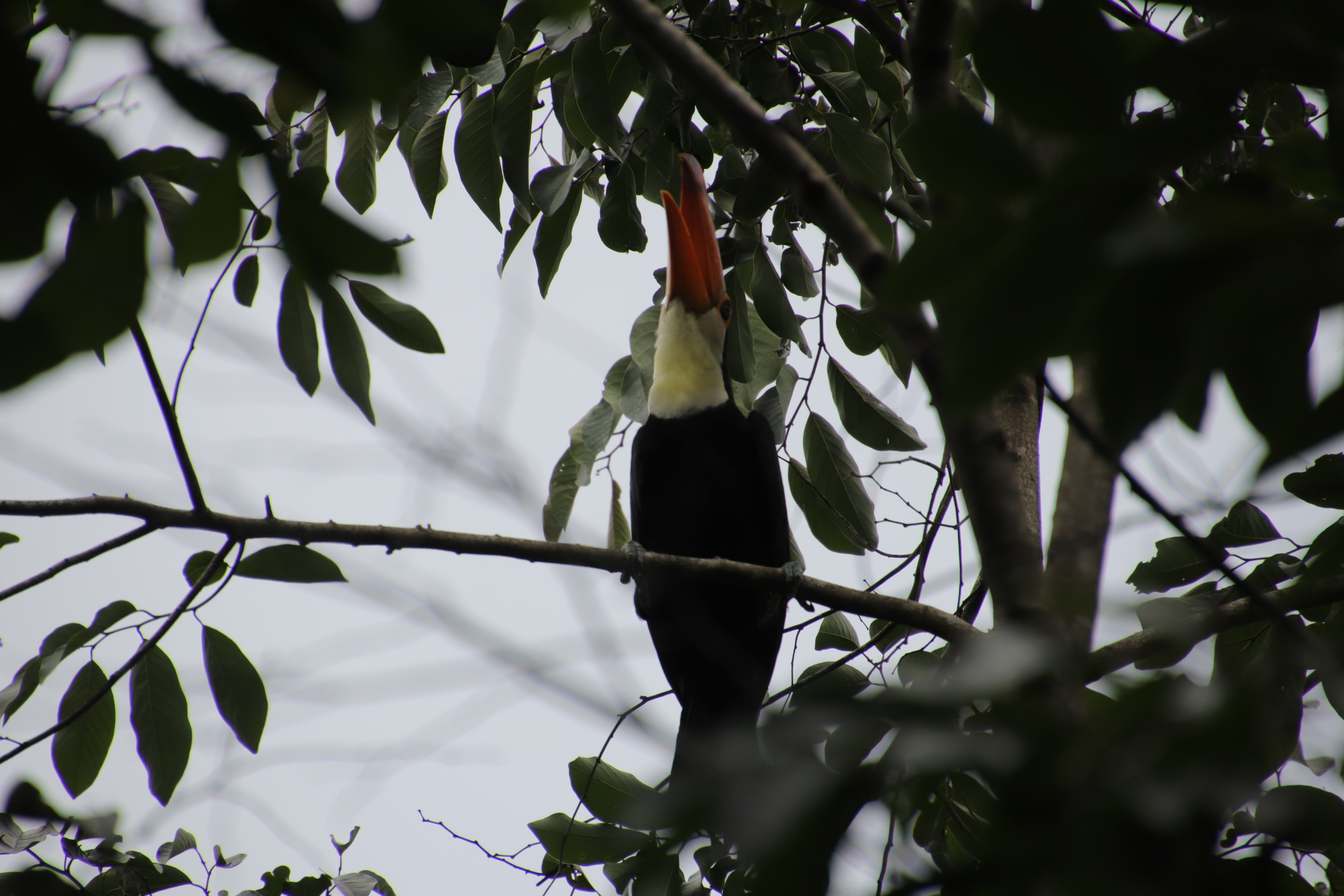 Toco toucan