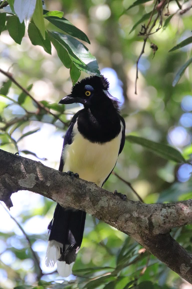 Plush Crested Jay