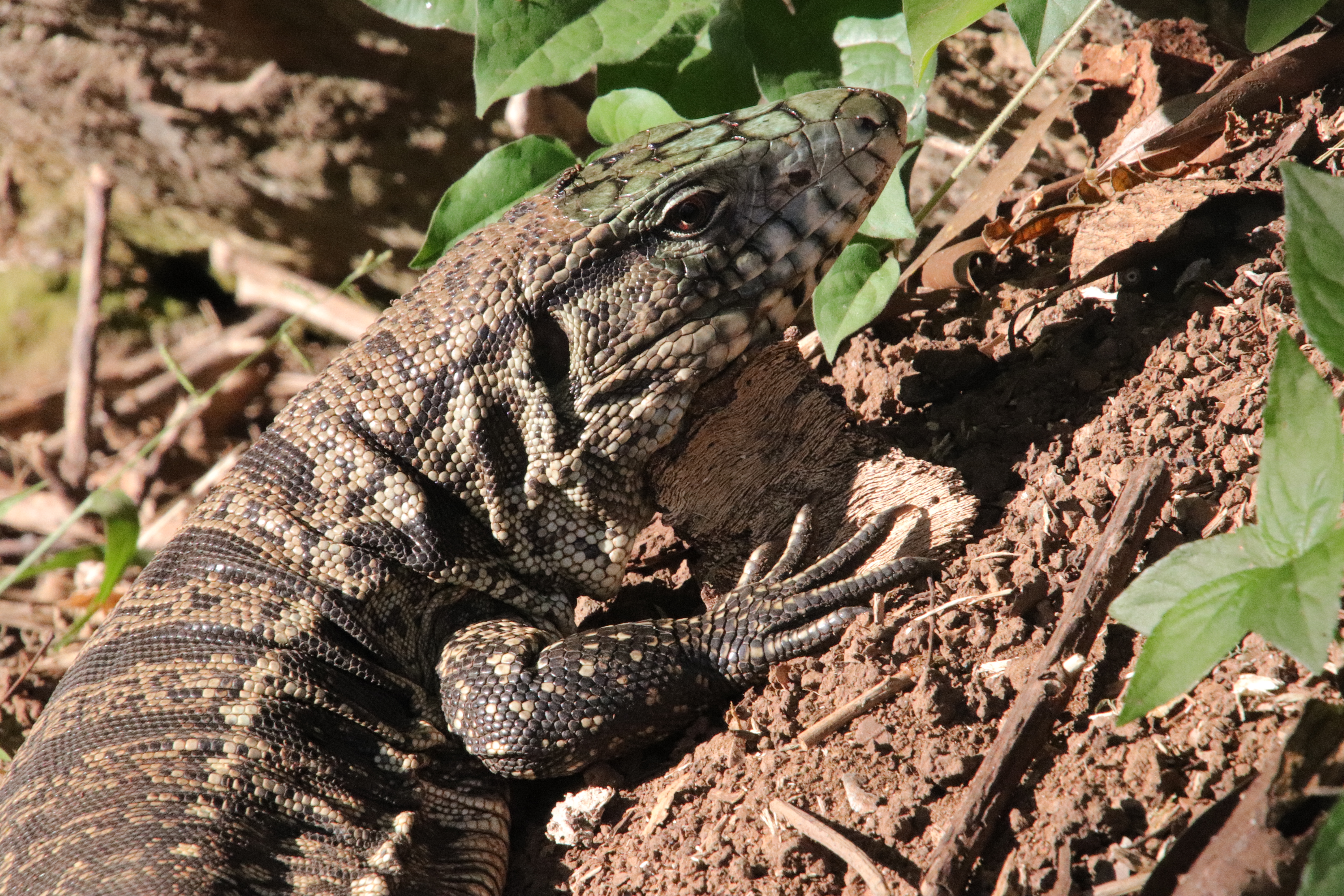 Tegu