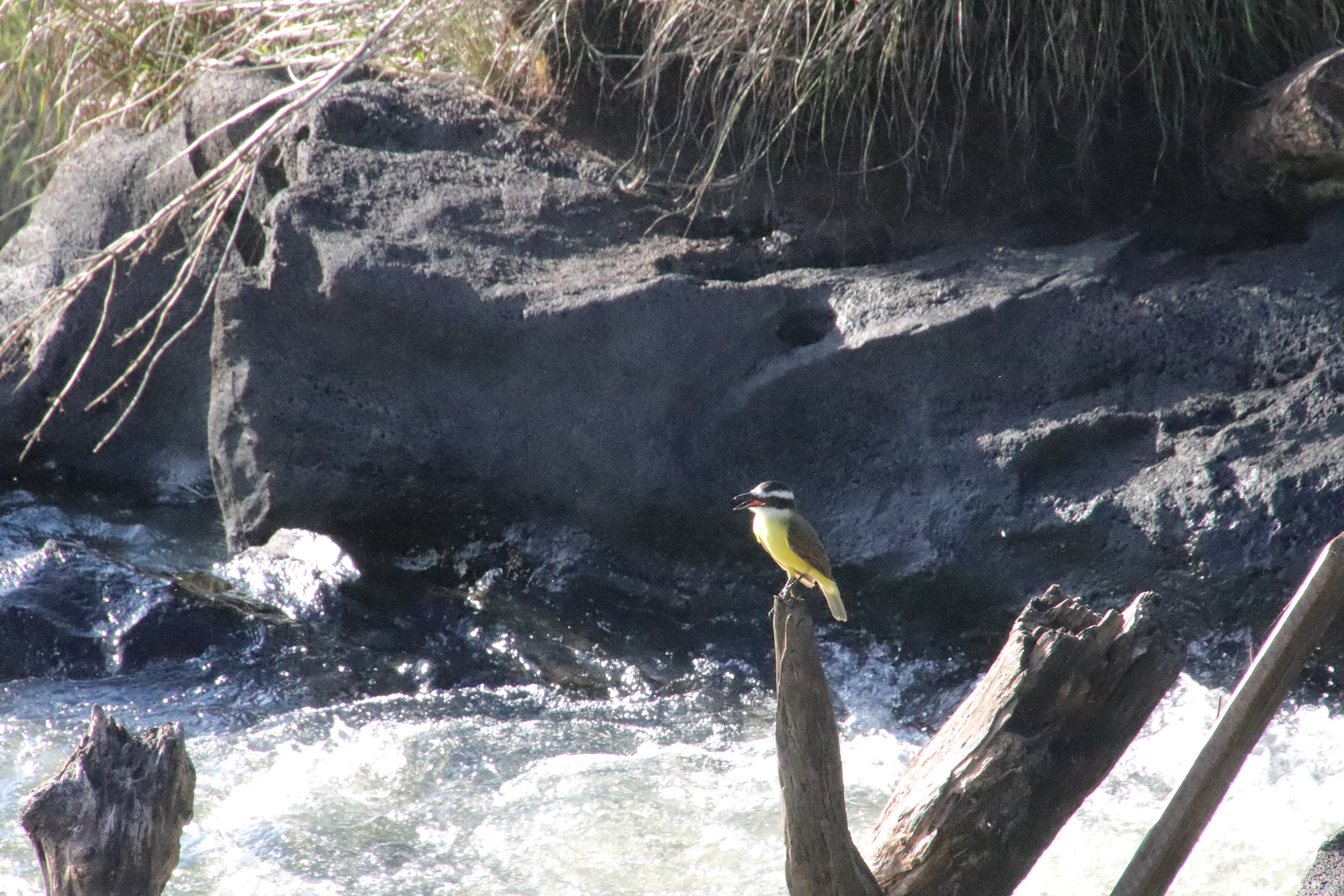 Great kiskadee