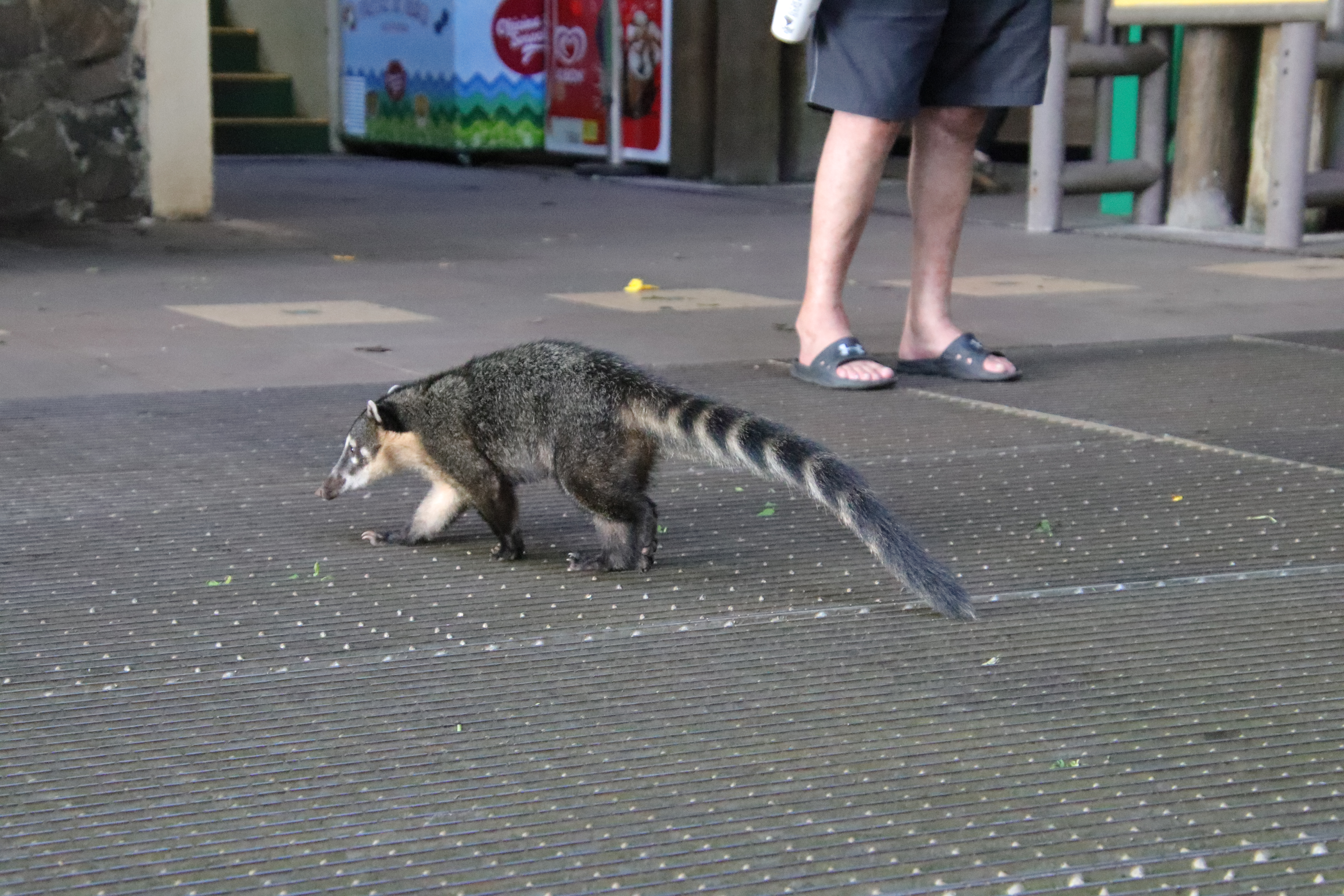 Coati