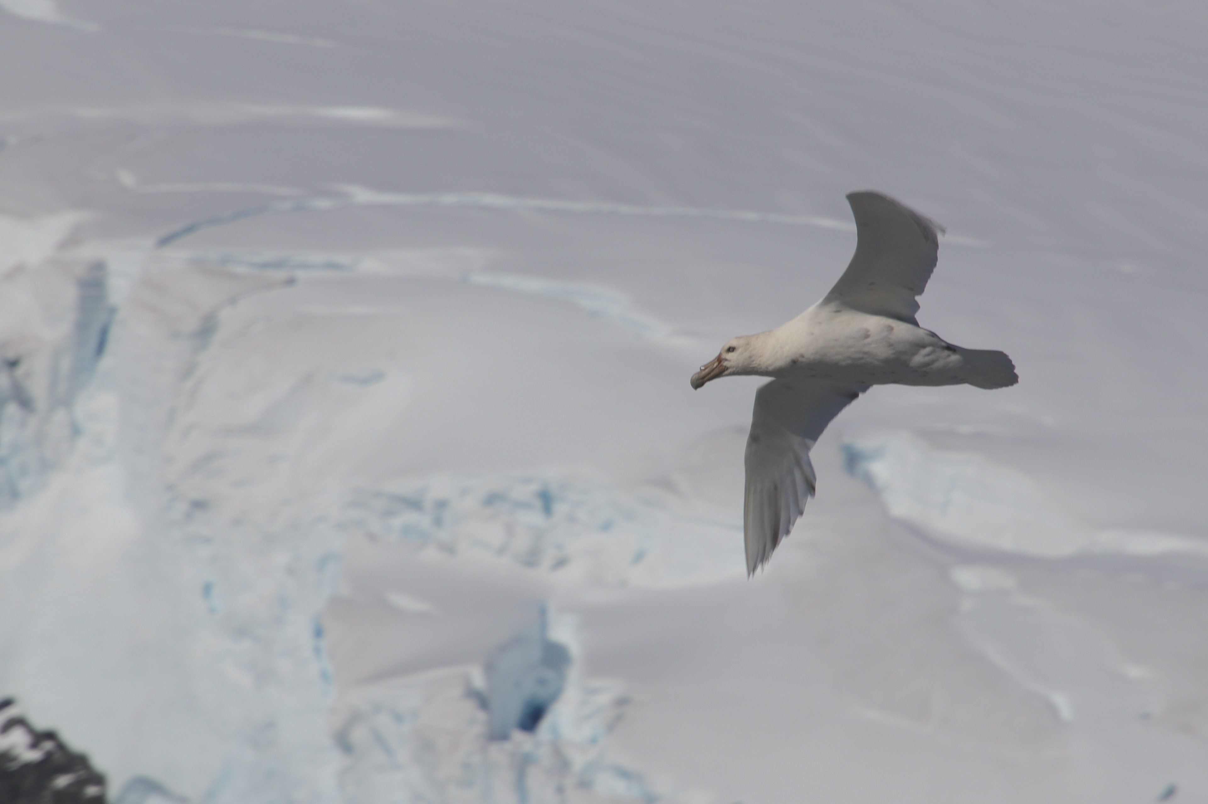 Southern giant petrel, white morph