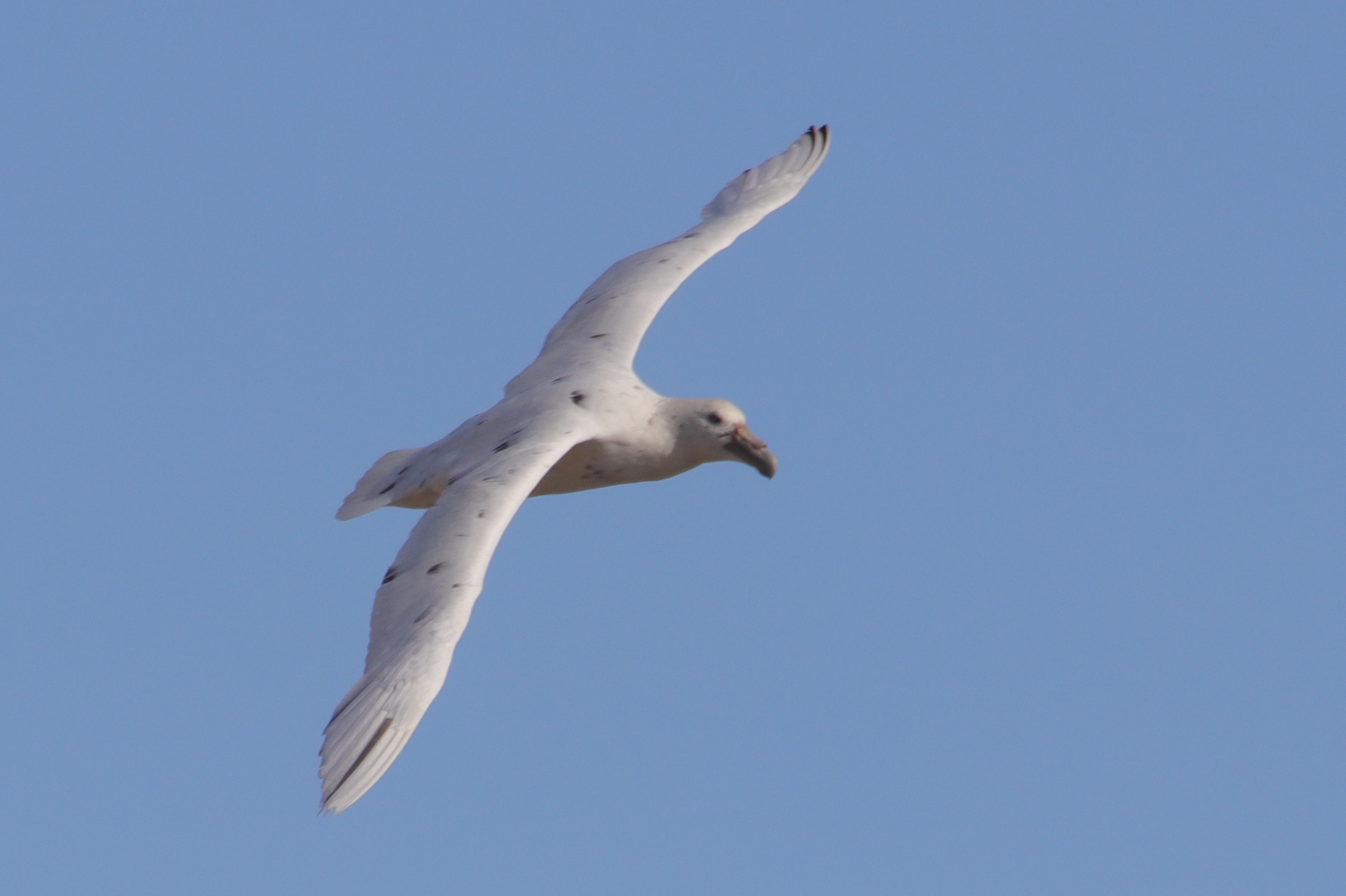 Southern giant petrel, white morph