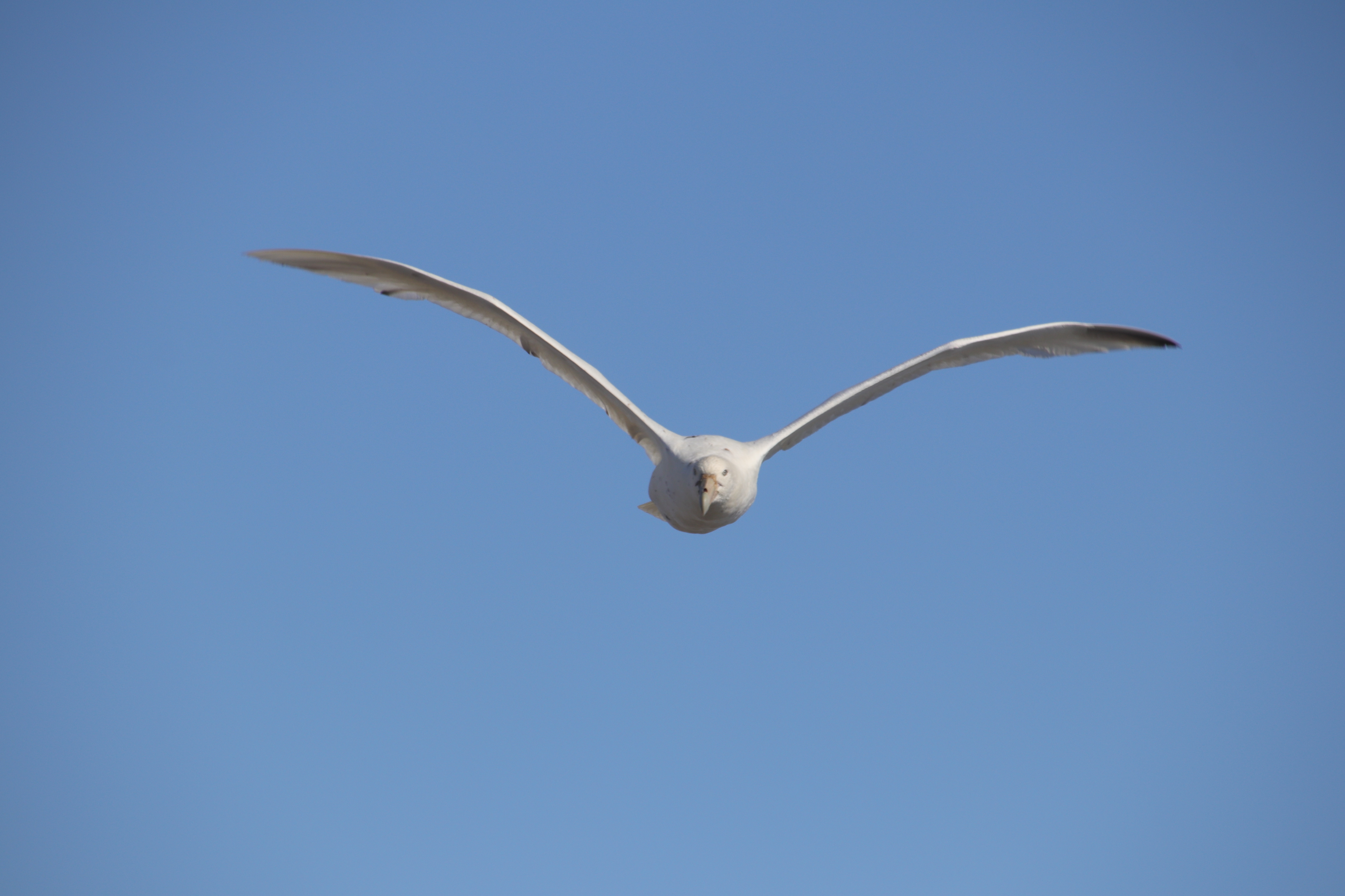 Southern giant petrel, white morph