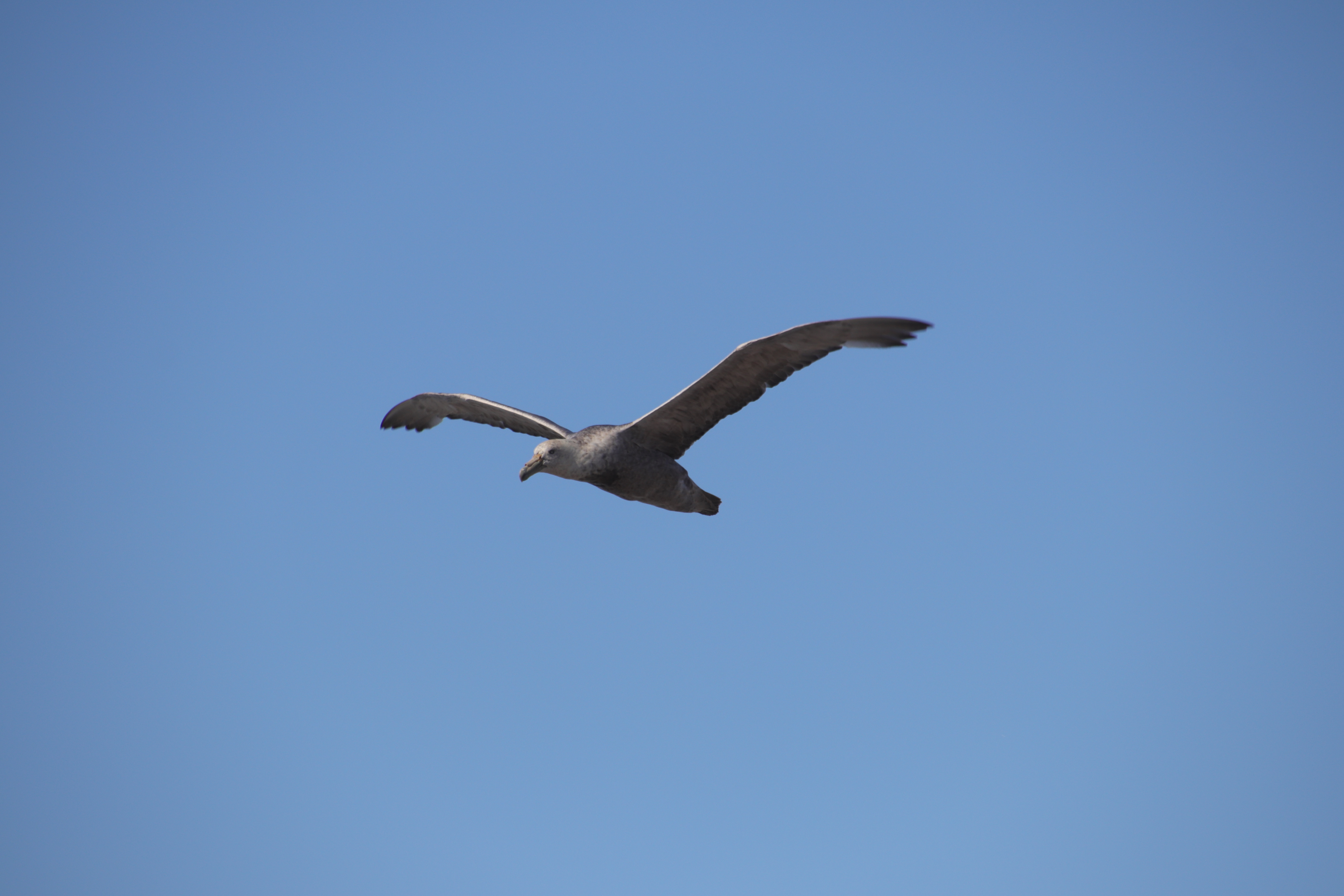 Southern giant petrel, normal