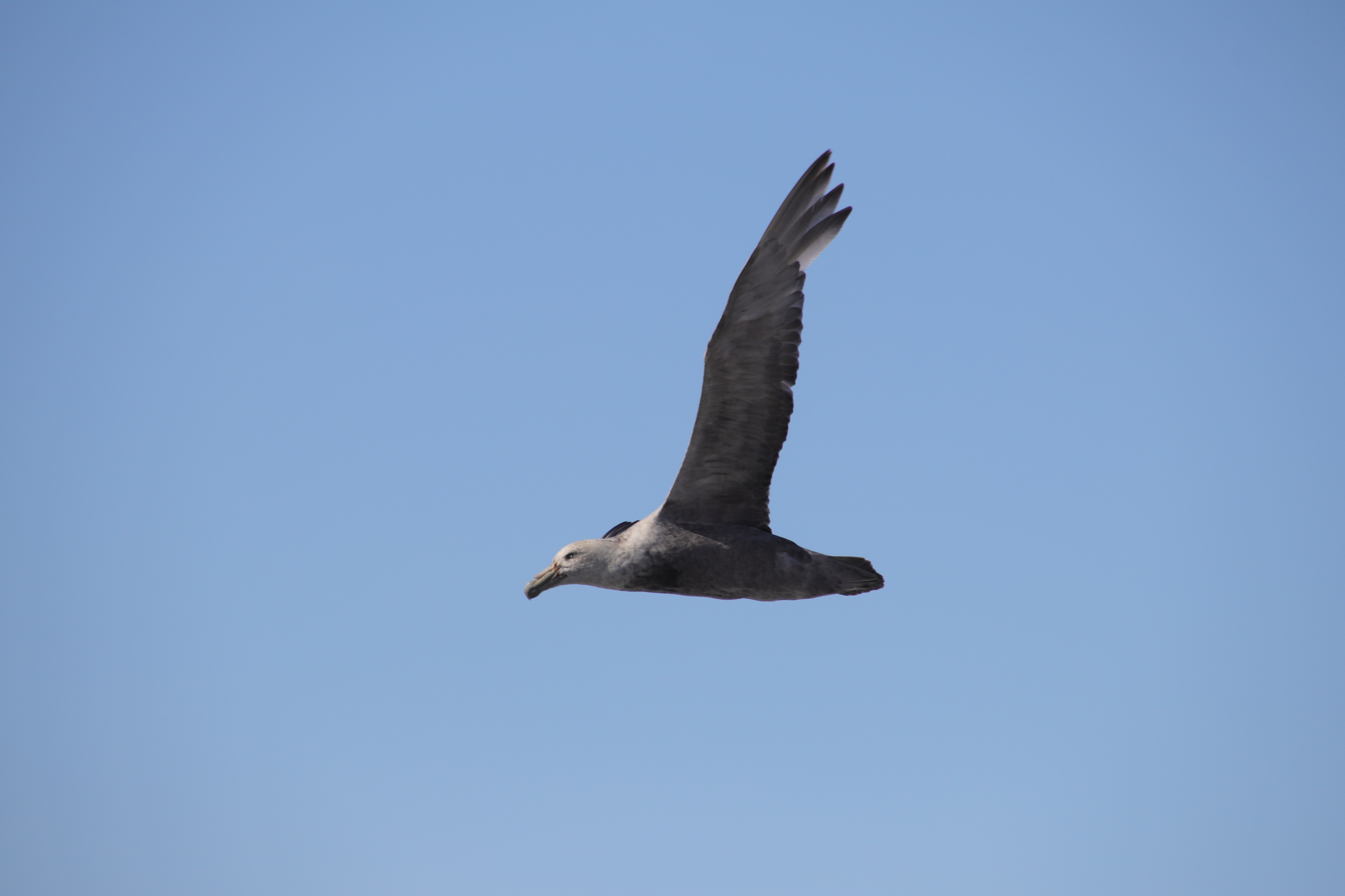 Southern giant petrel, normal