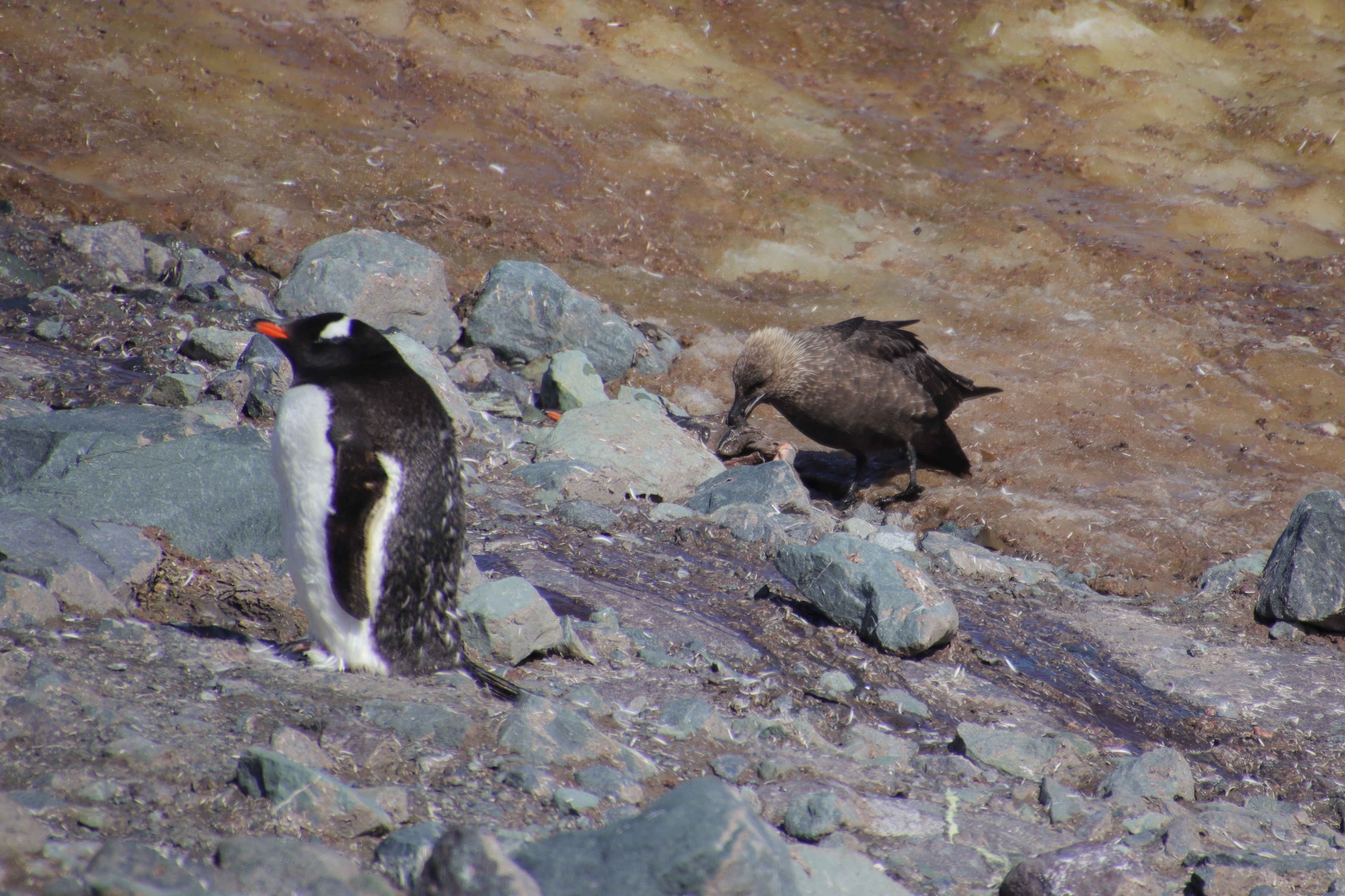 Skuas eating dead penguin chick