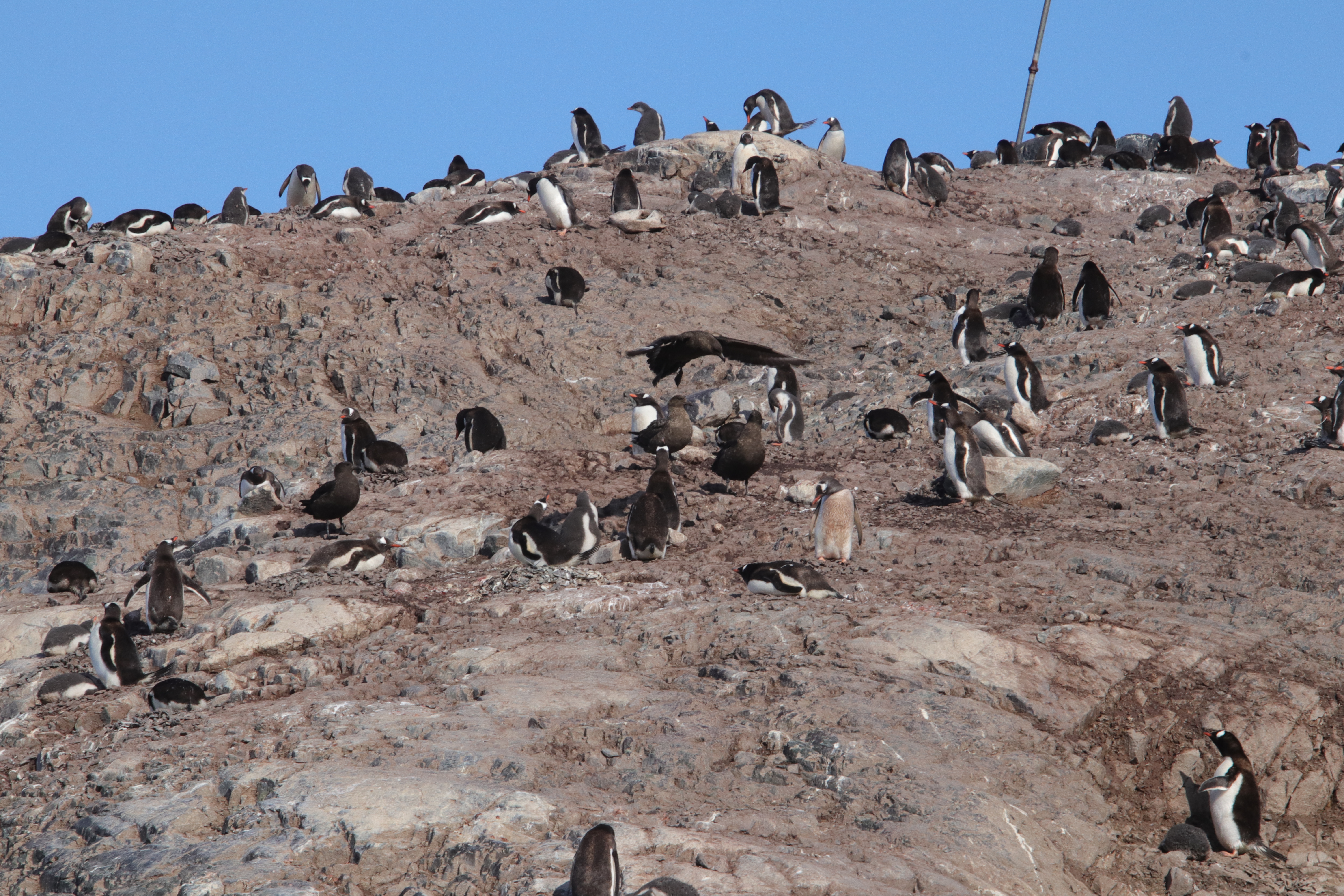 Skuas going after penguin chicks