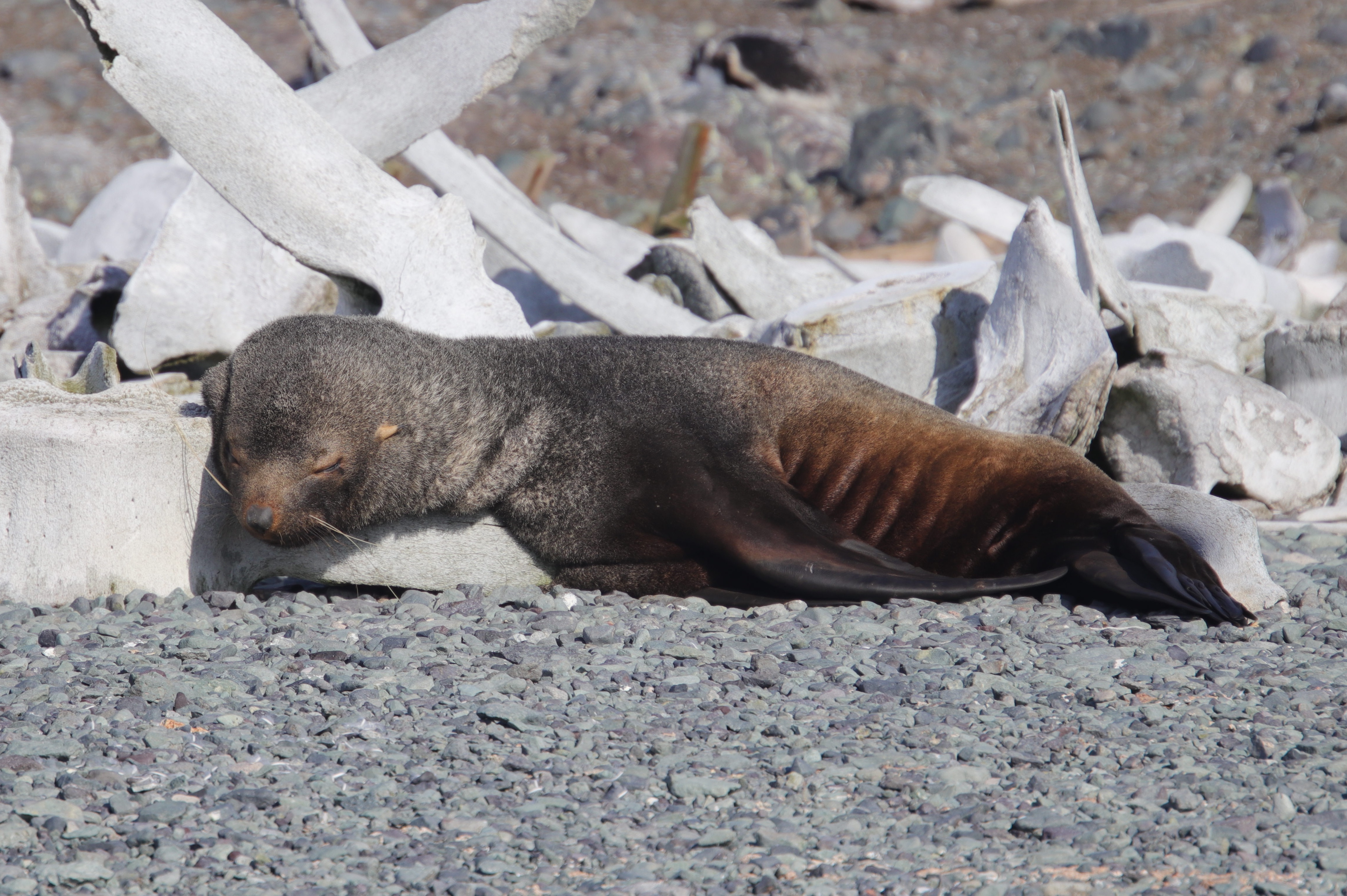 Fur seal