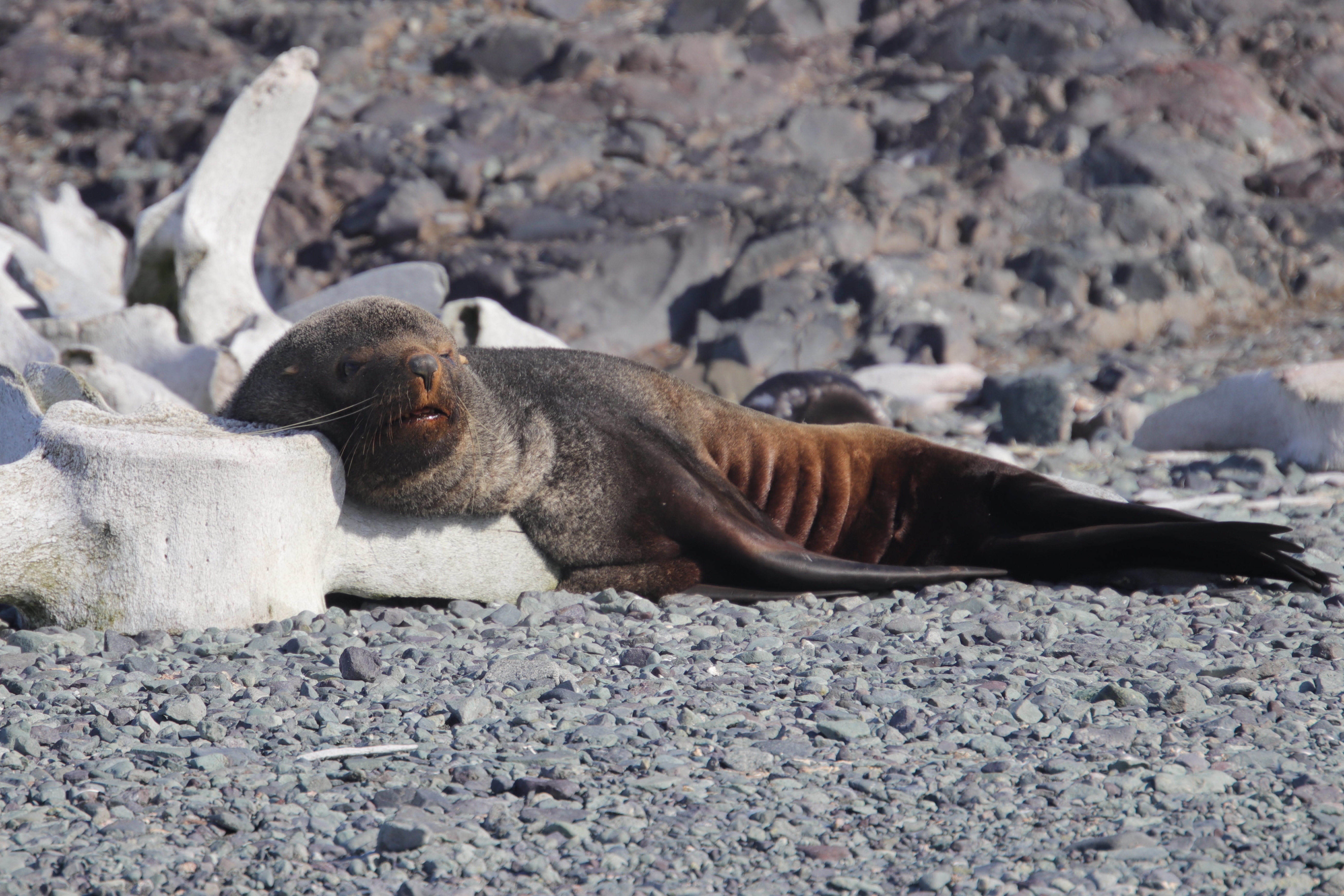 Fur seal