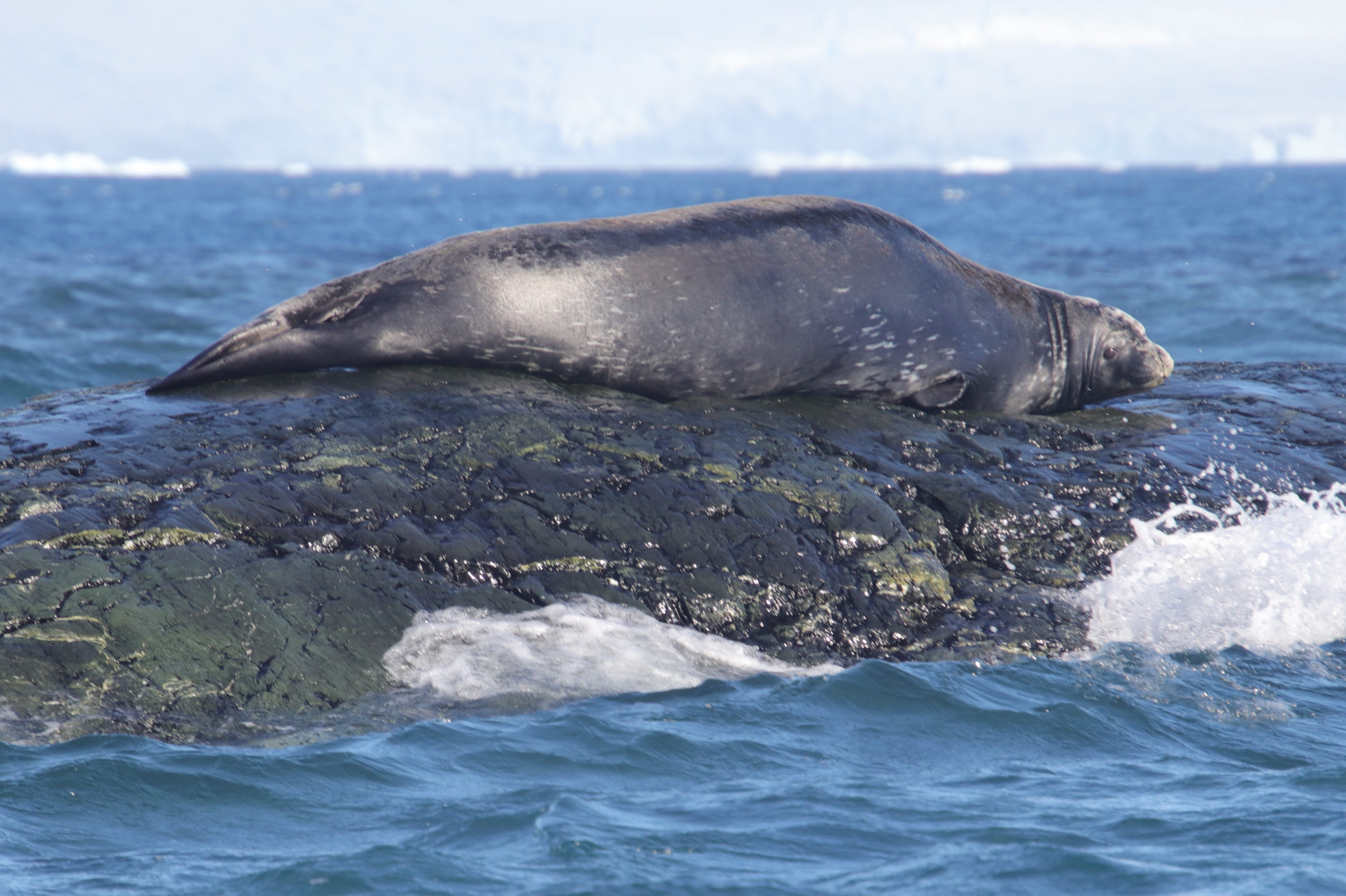 Weddell seal