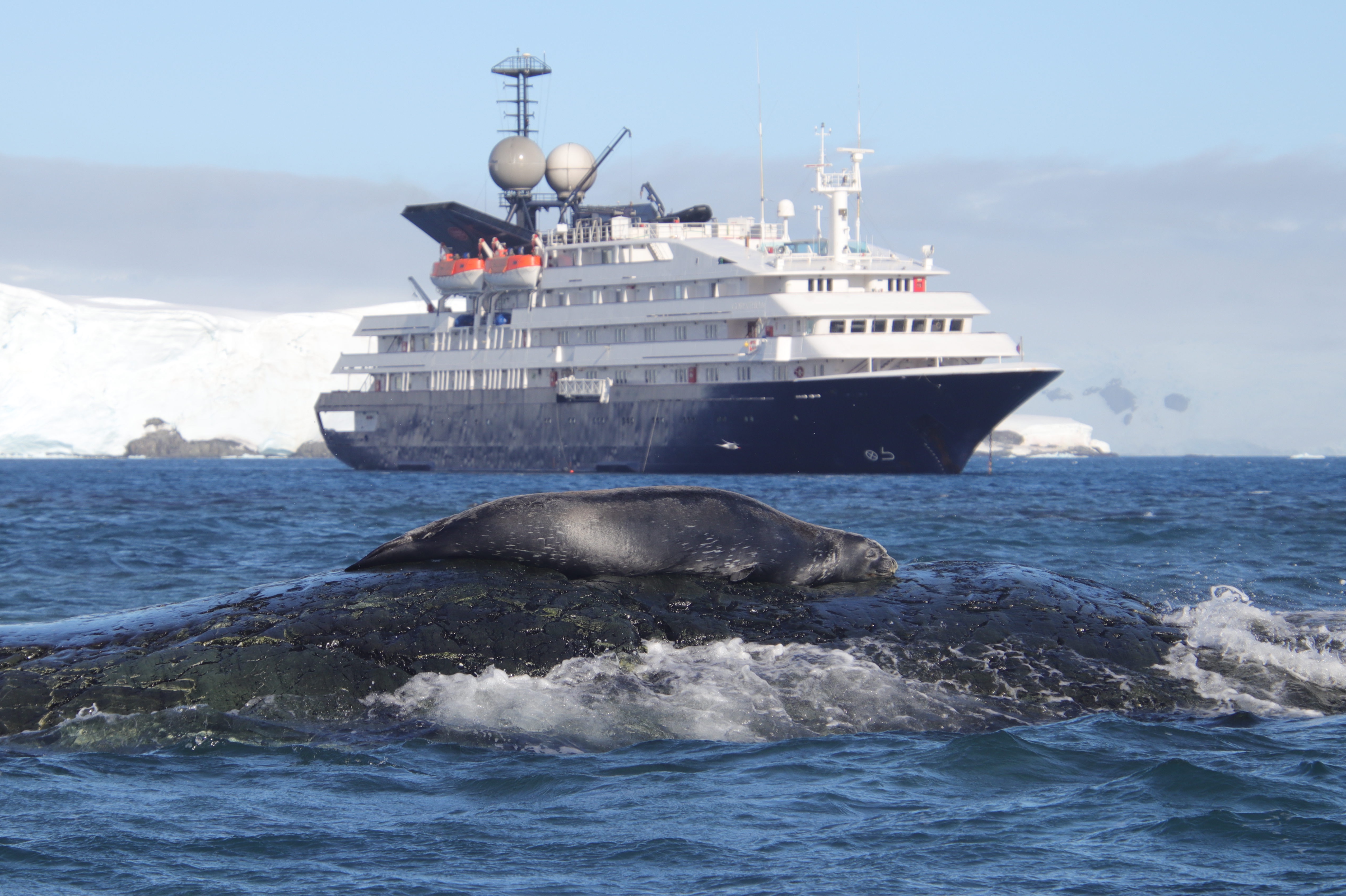 Weddell seal and ship