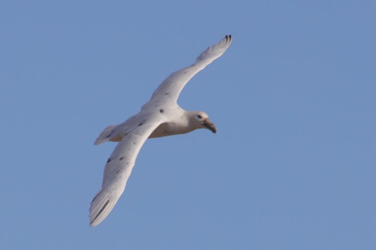 Southern giant petrel, white morph