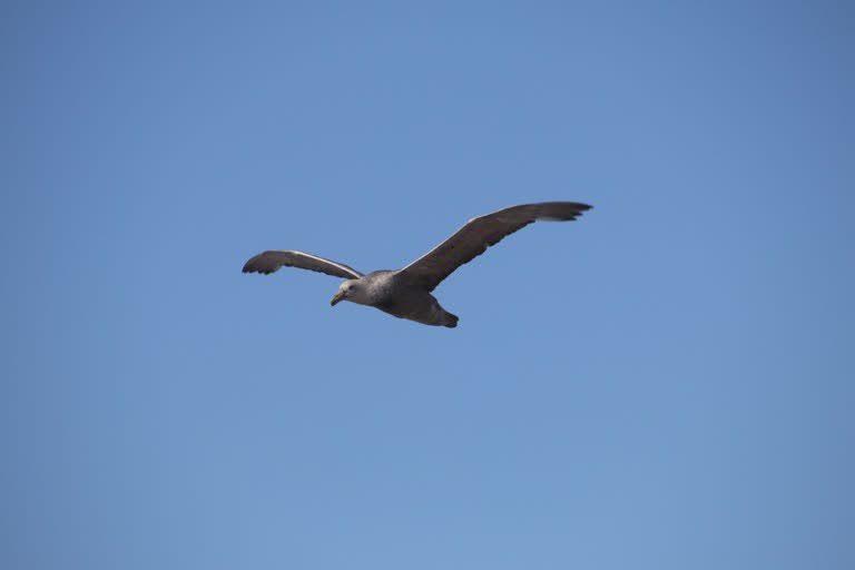 Southern giant petrel, normal