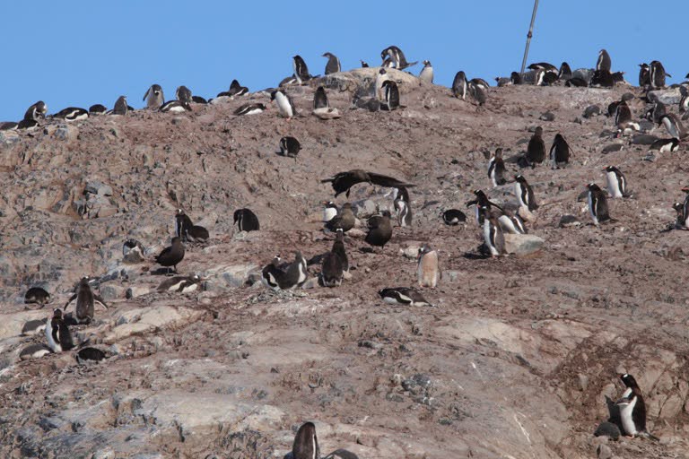 Skuas going after penguin chicks