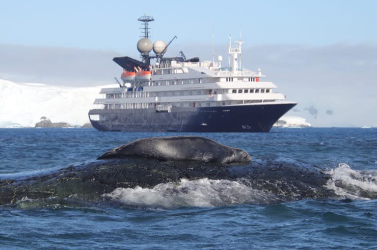 Weddell seal and ship