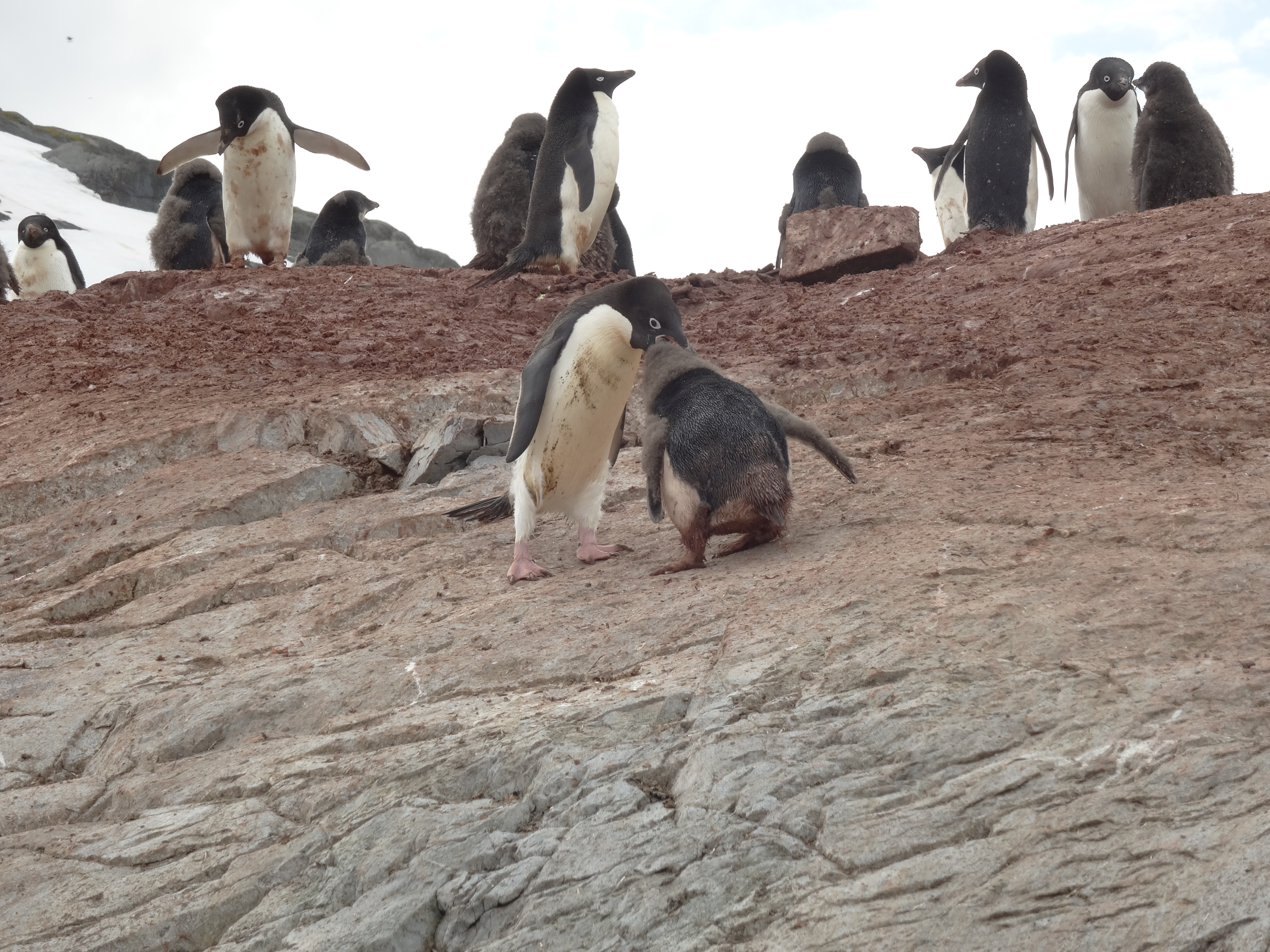 Adelie penguins