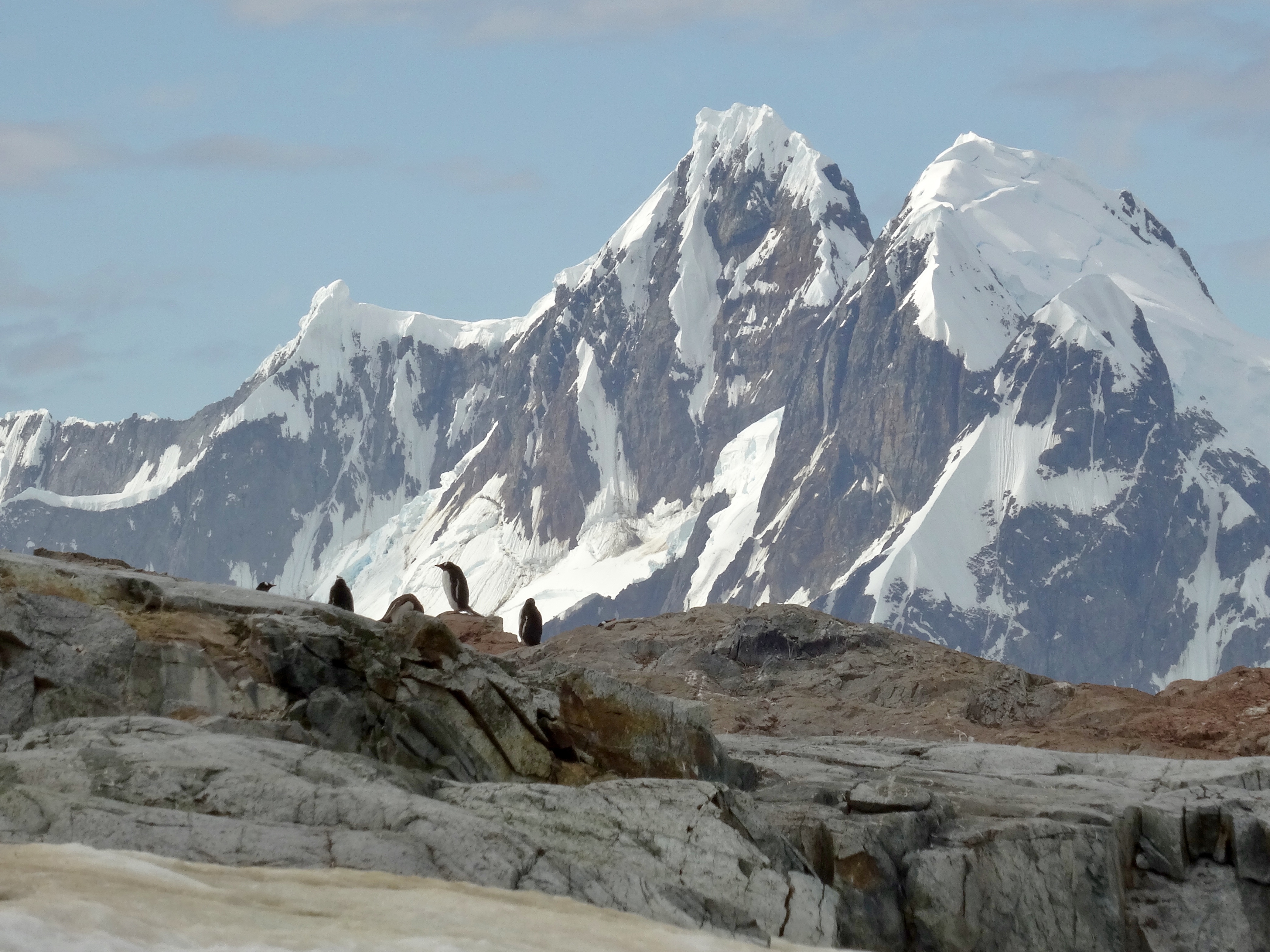 Gentoo penguins and mountains