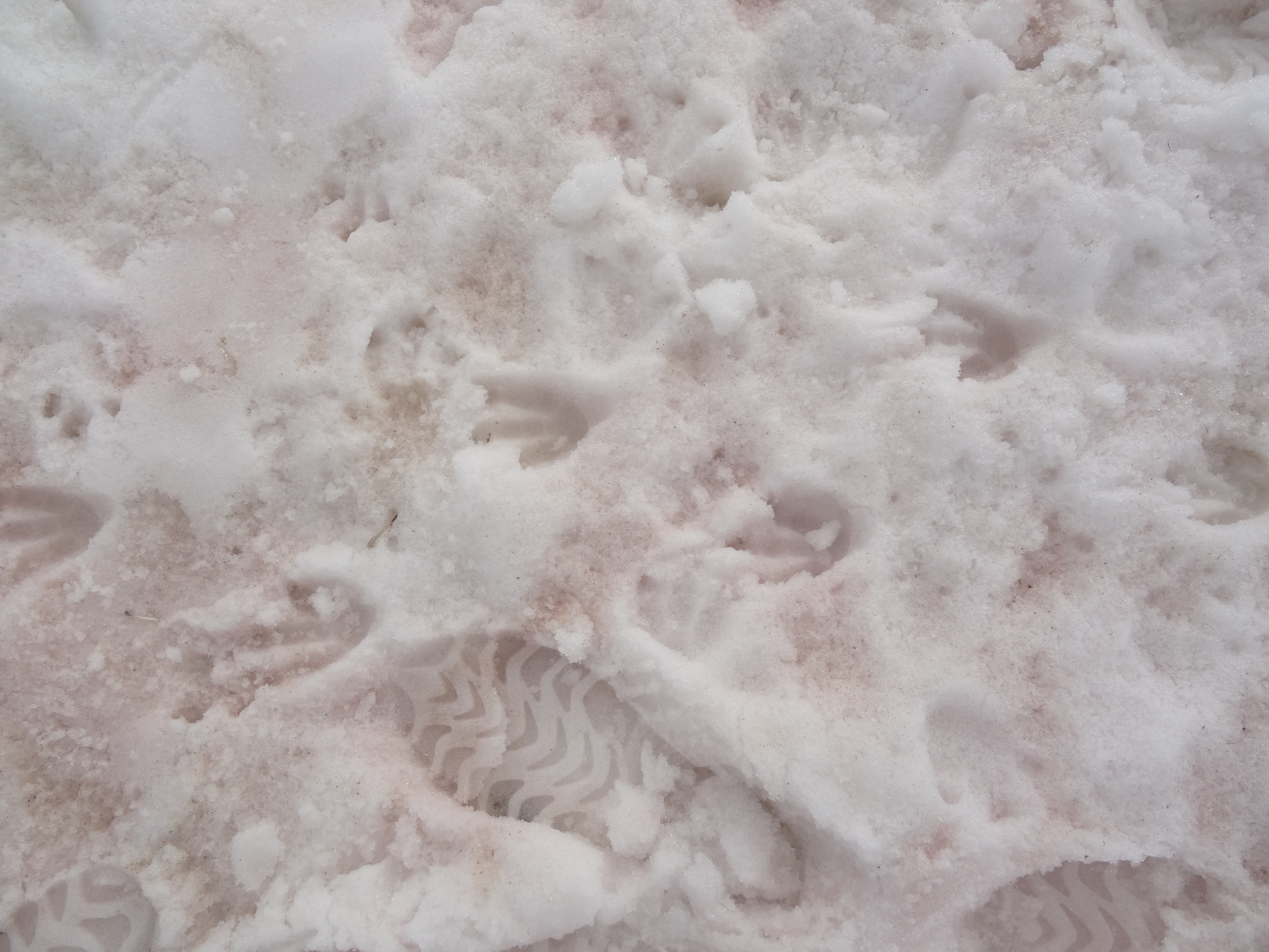 Penguin footprints in the snow