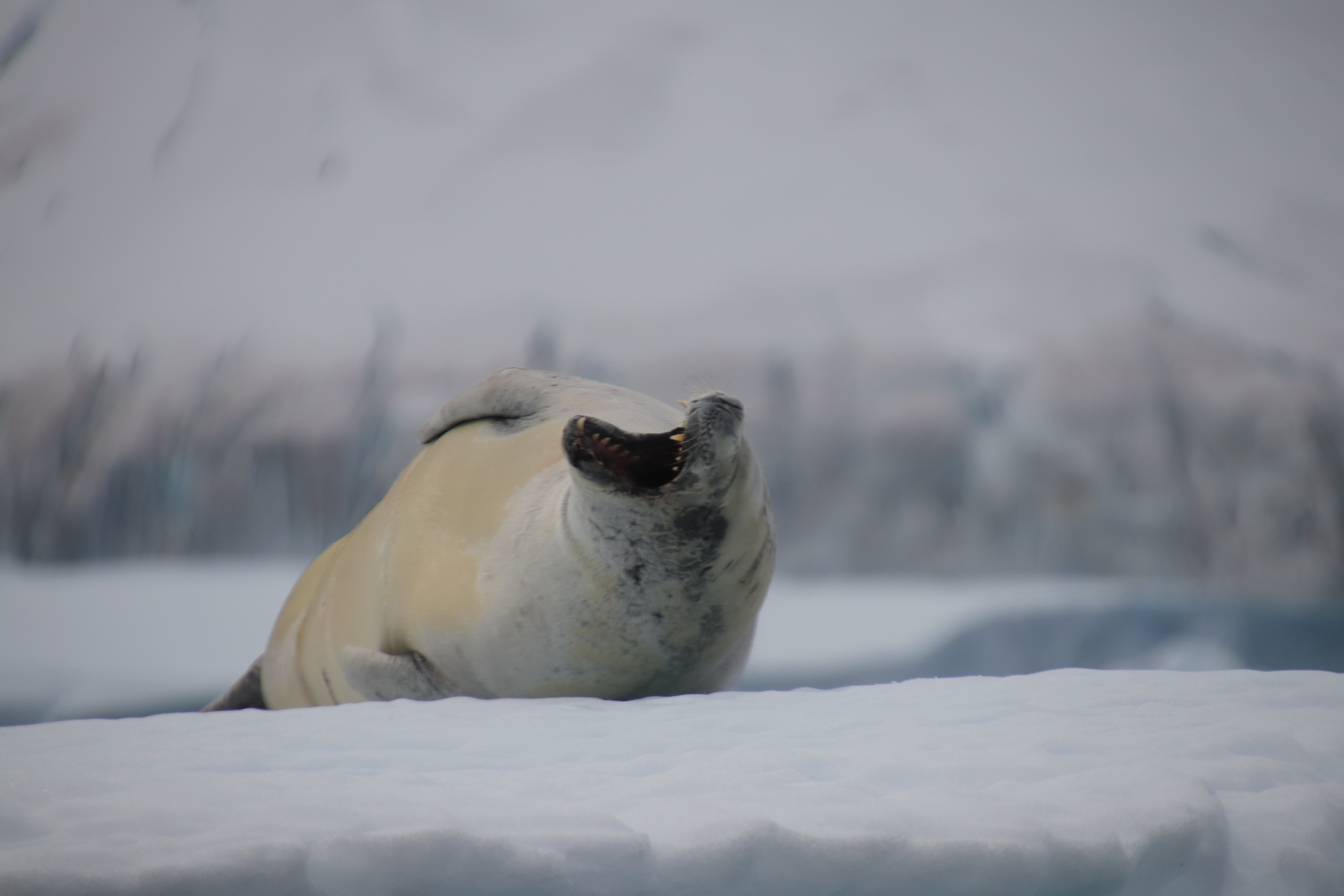 yawning crabeater seal on ice