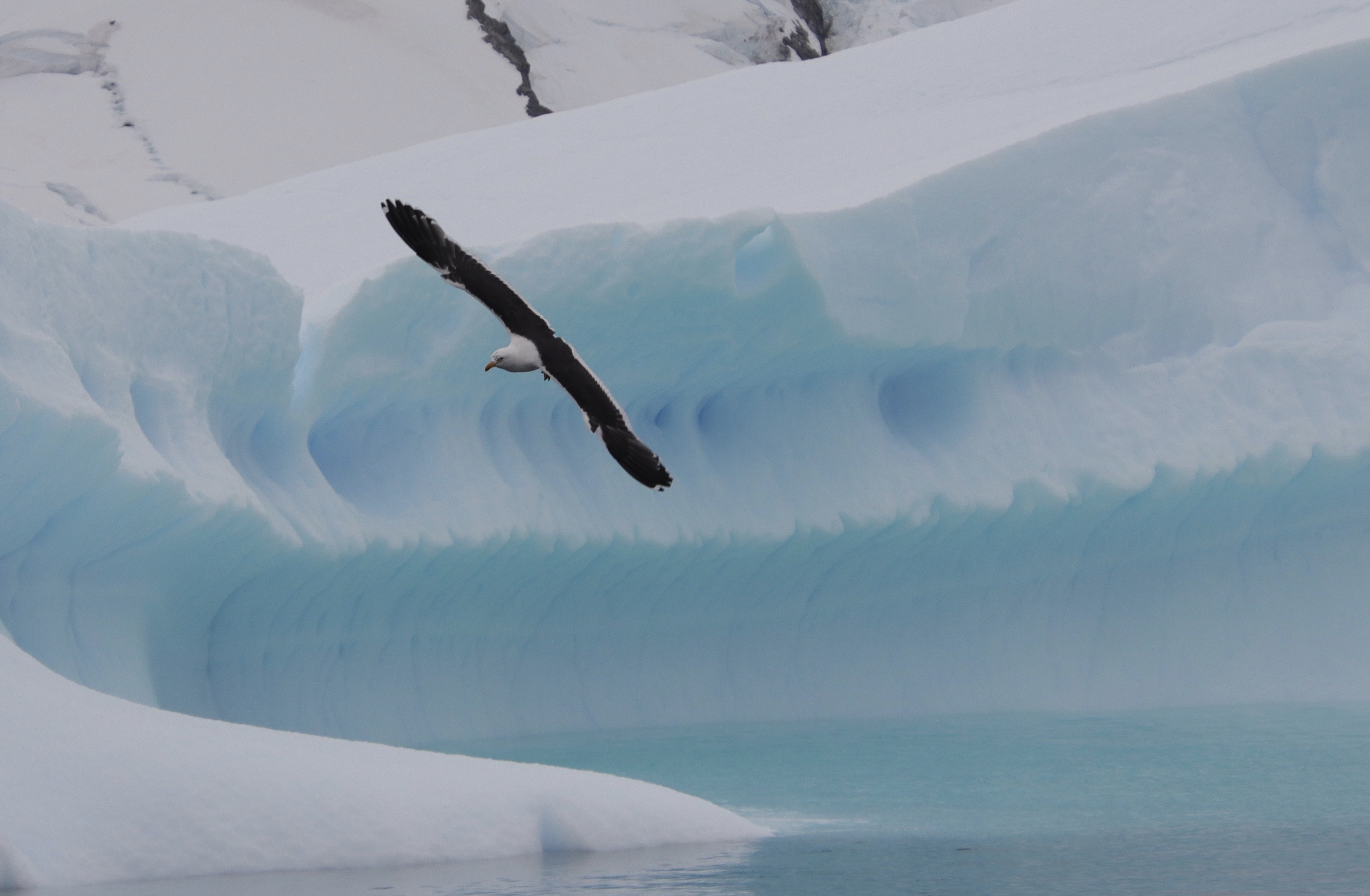 Kelp gull and blue ice