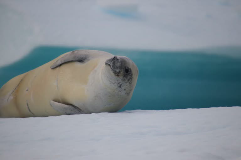 Crabeater seal on ice