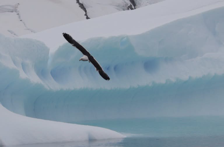 Kelp gull and blue ice