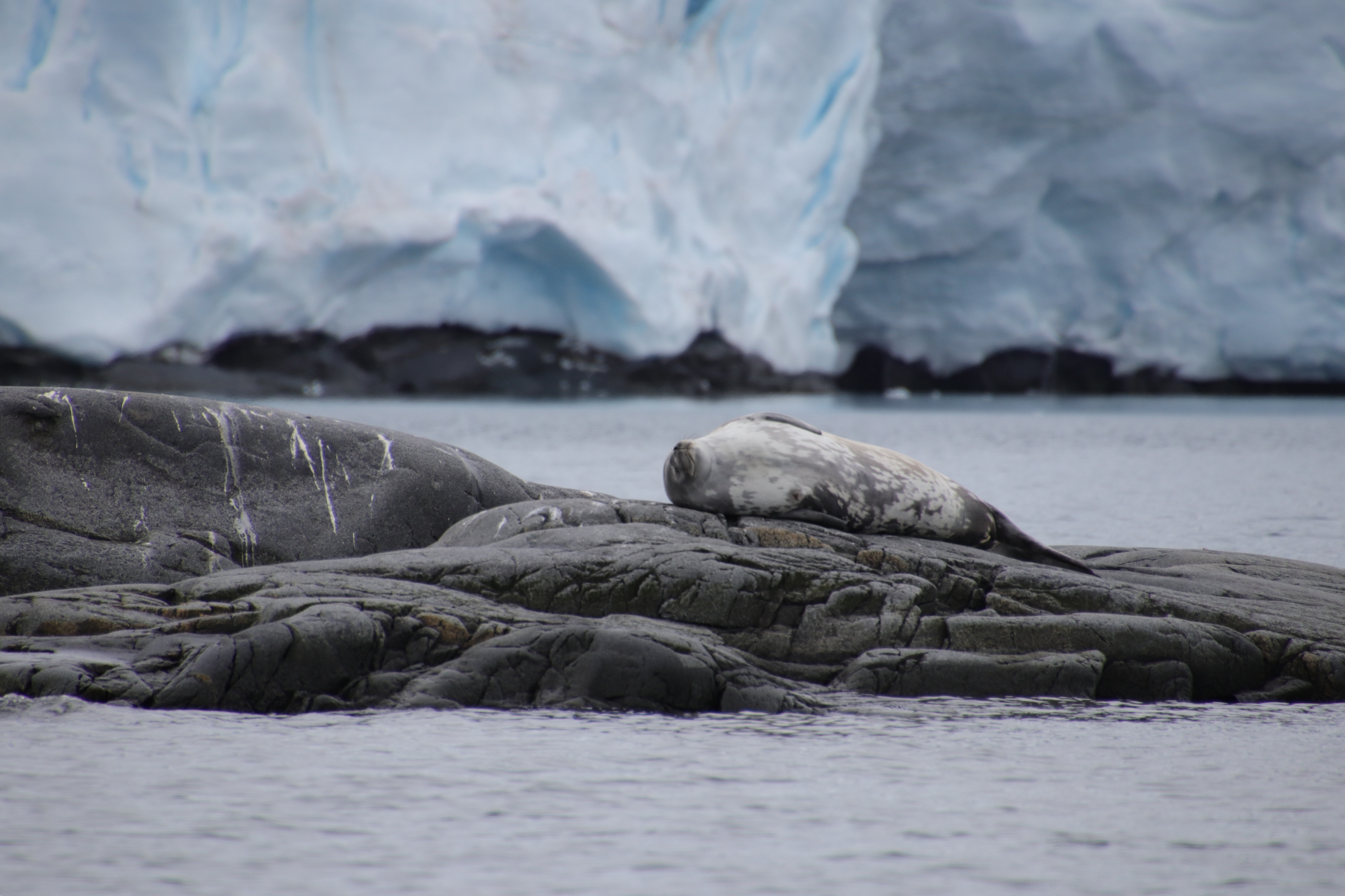 sleeping weddell seal