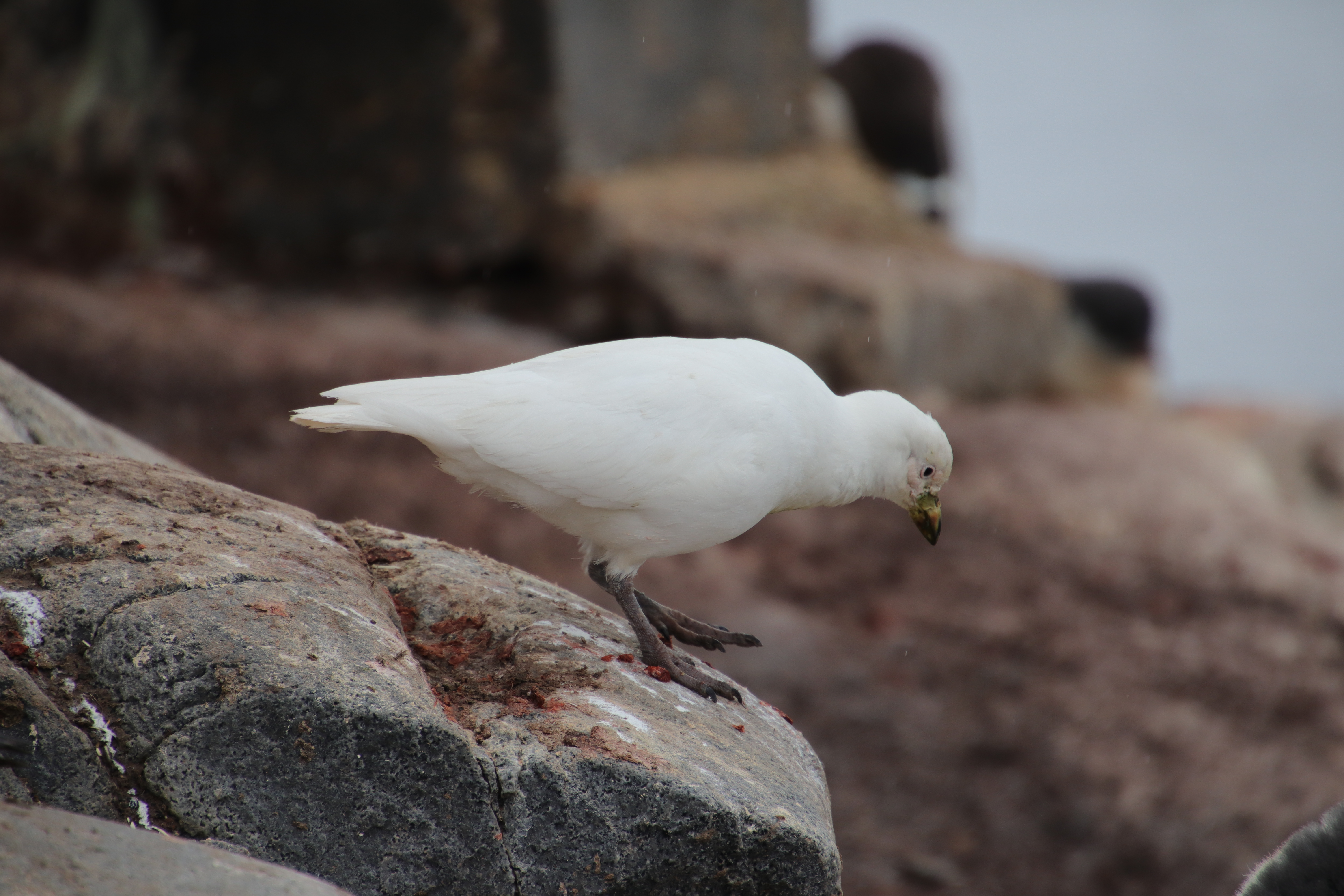 Snowy sheathbill