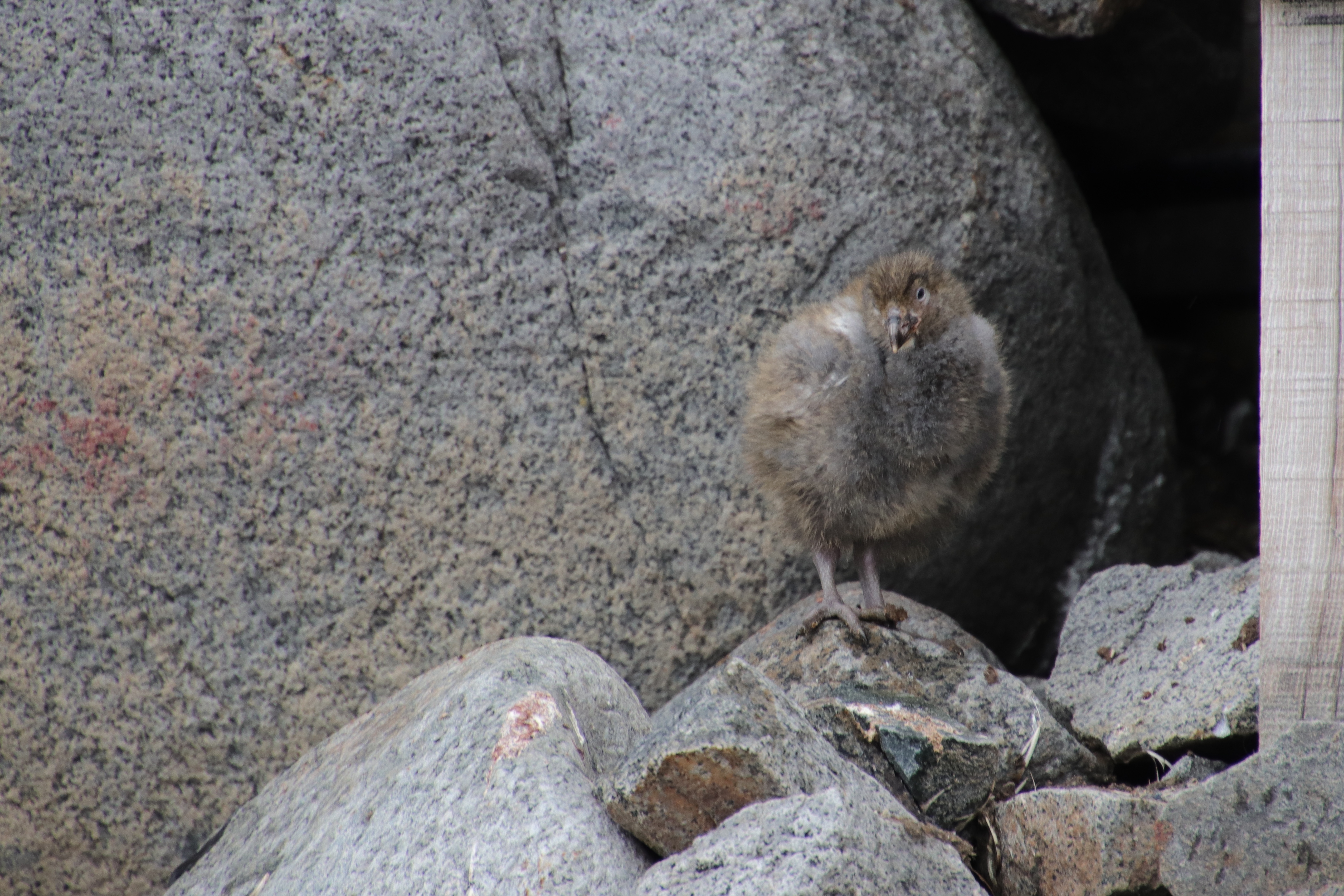 Snowy sheathbill chick