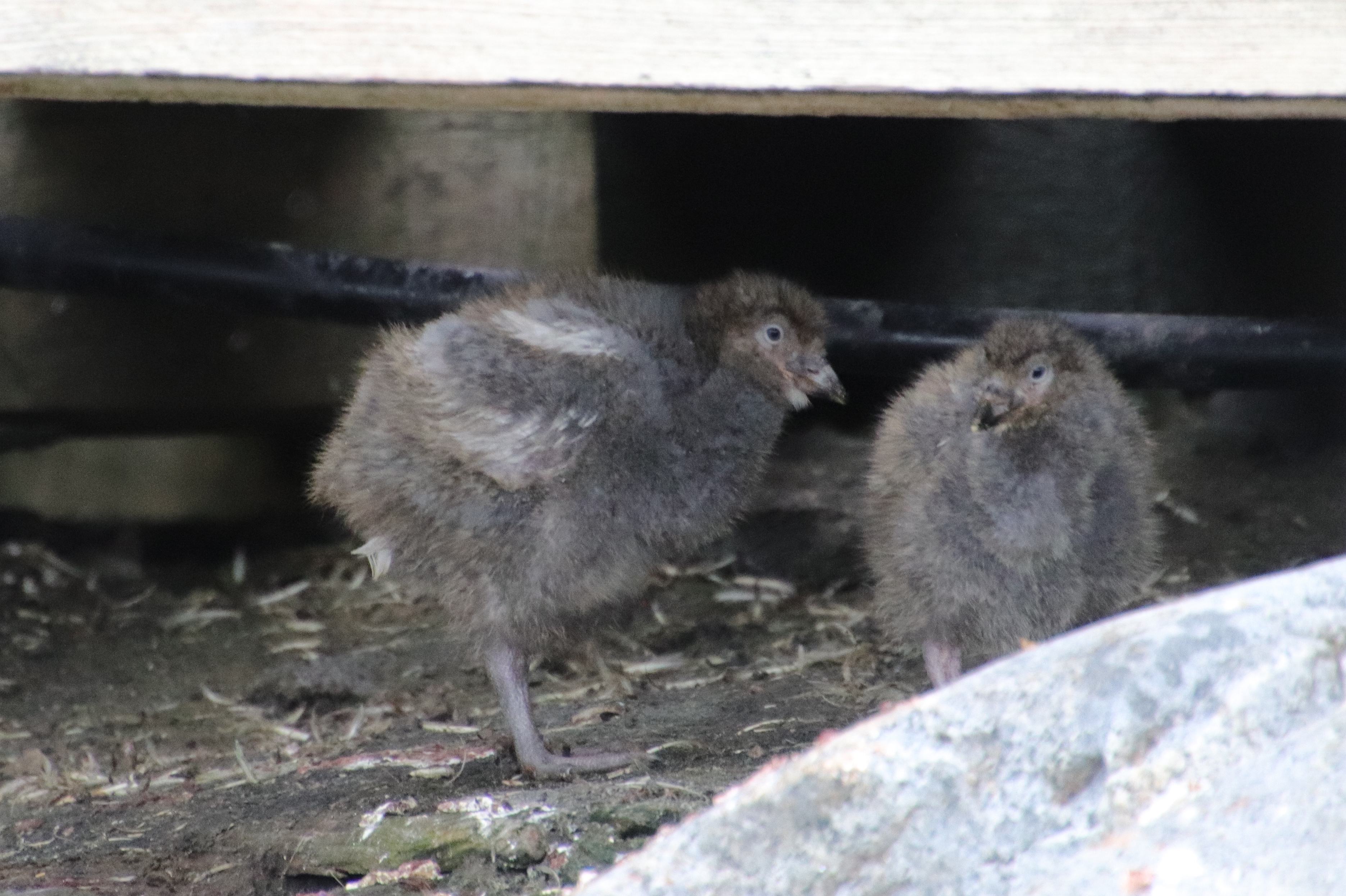 Snowy sheathbill chicks