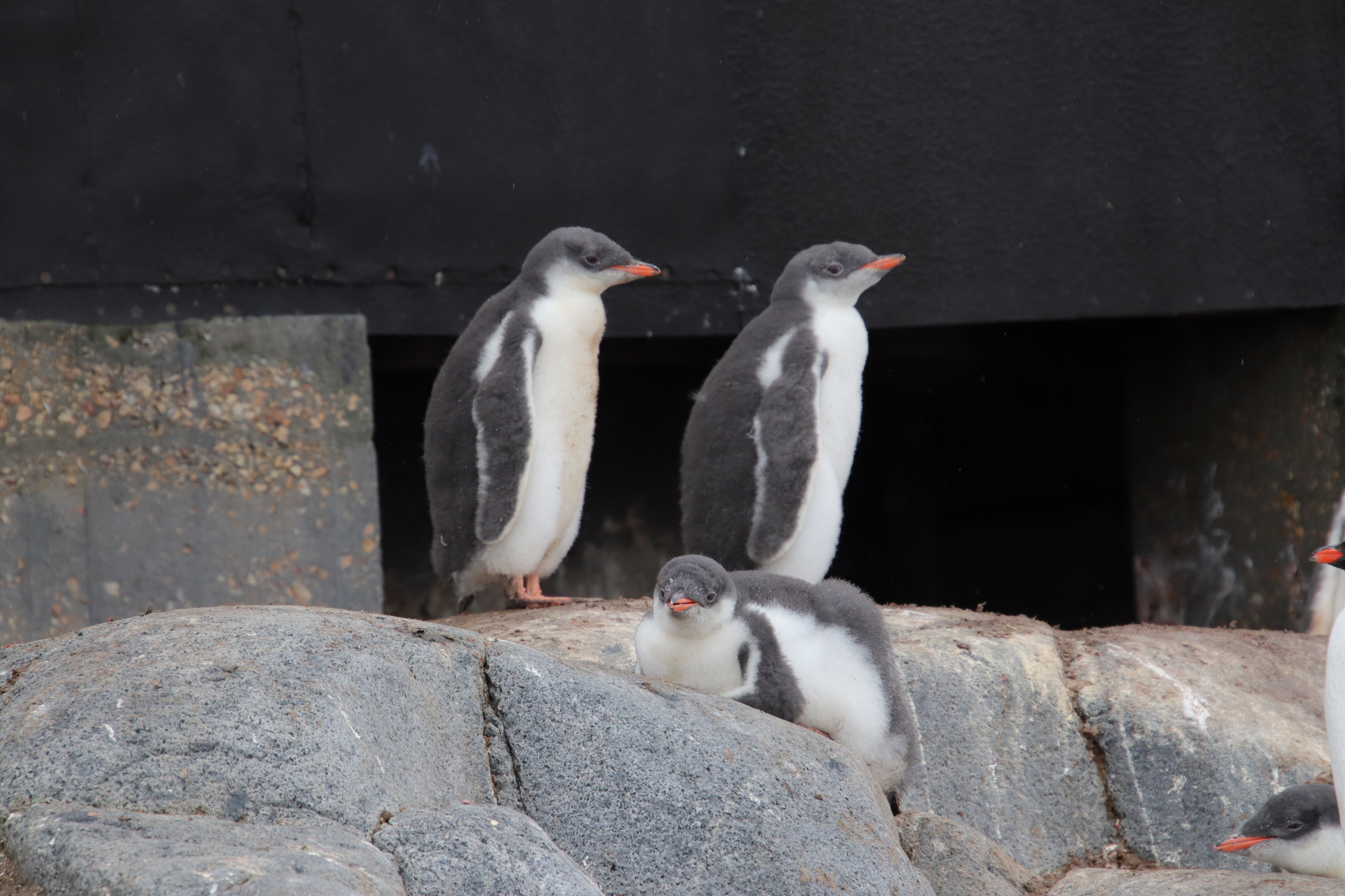 Gentoo penguin chicks