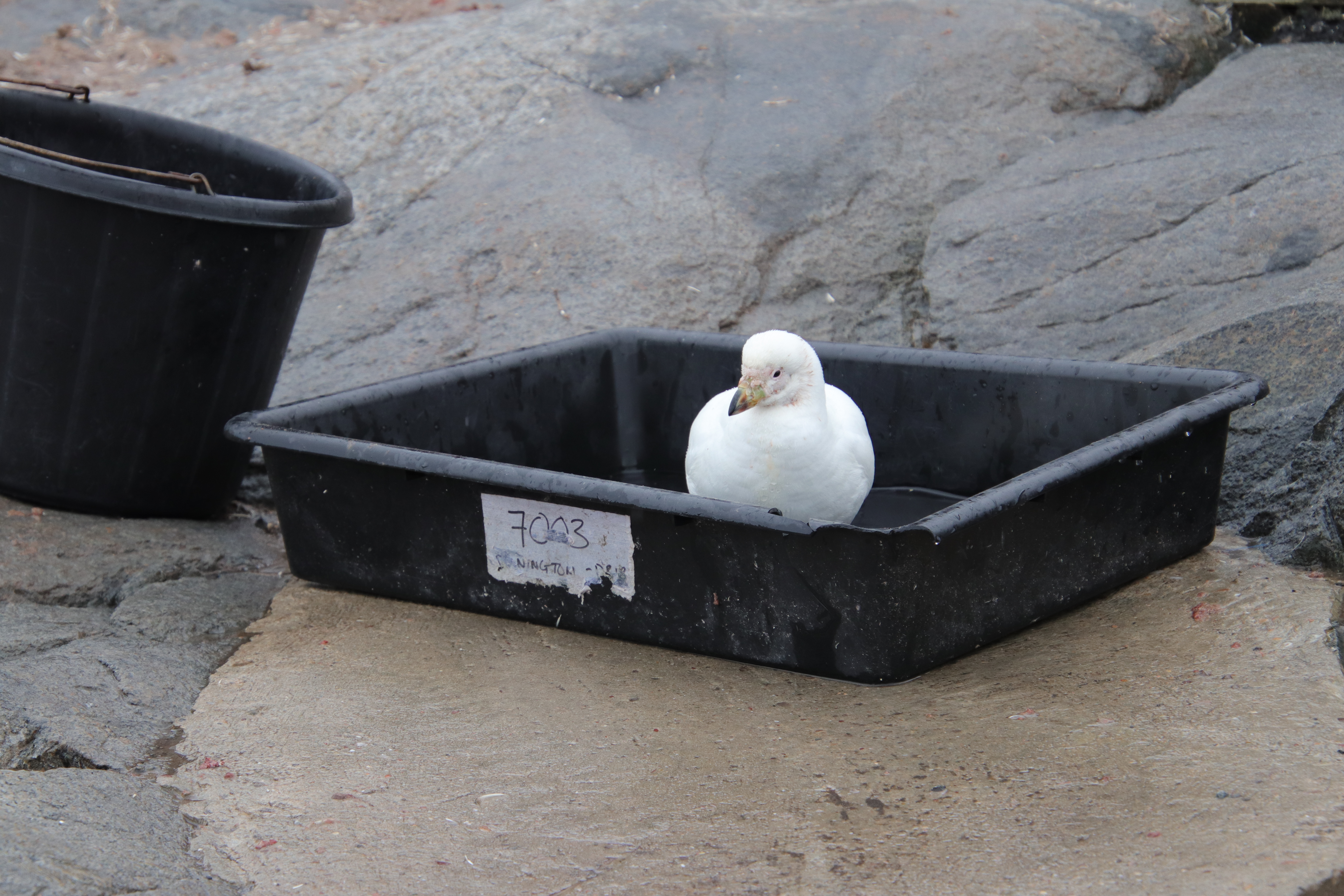 Snowy sheathbill taking a bath