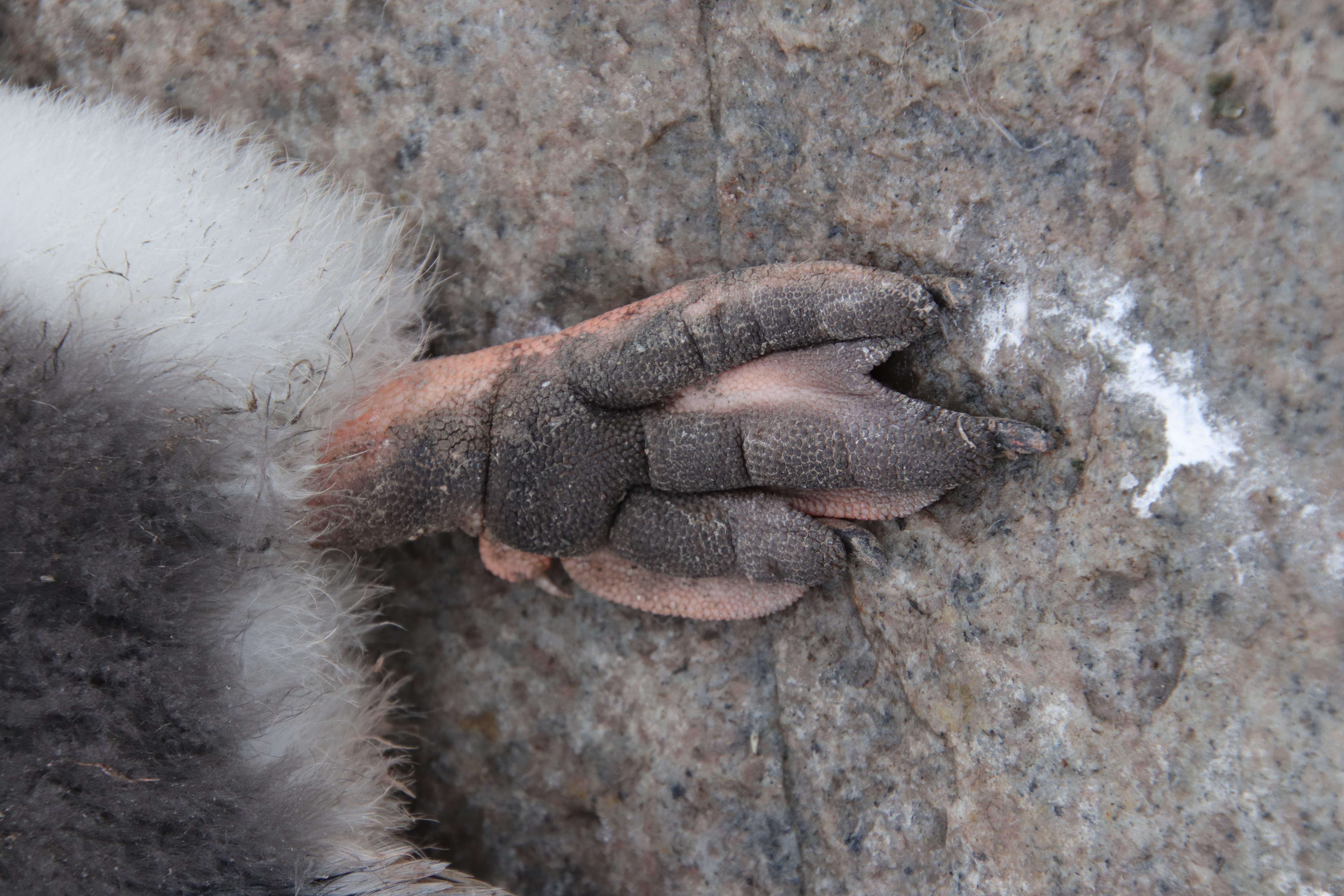 bottom of penguin feet