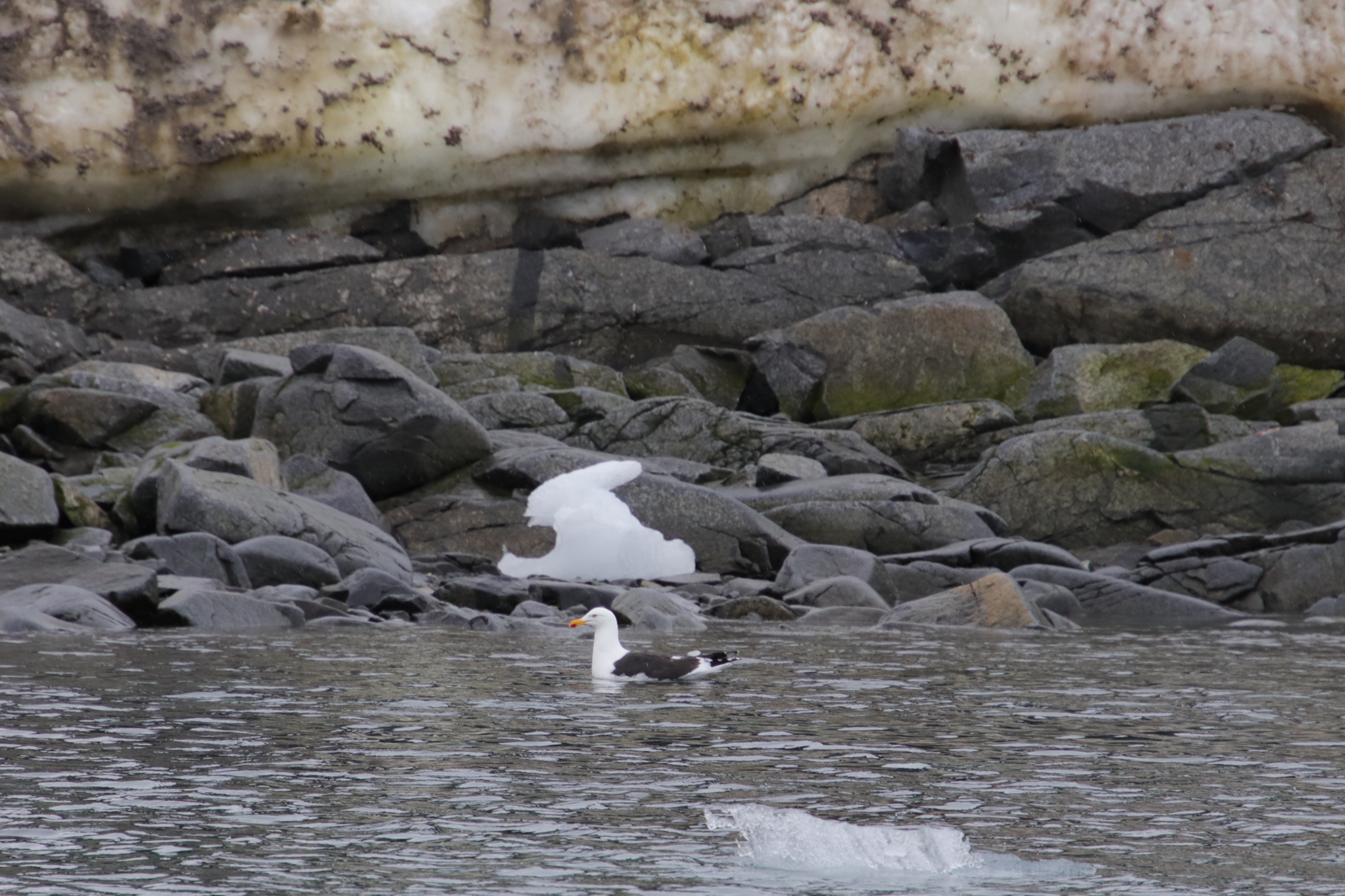 Kelp gull