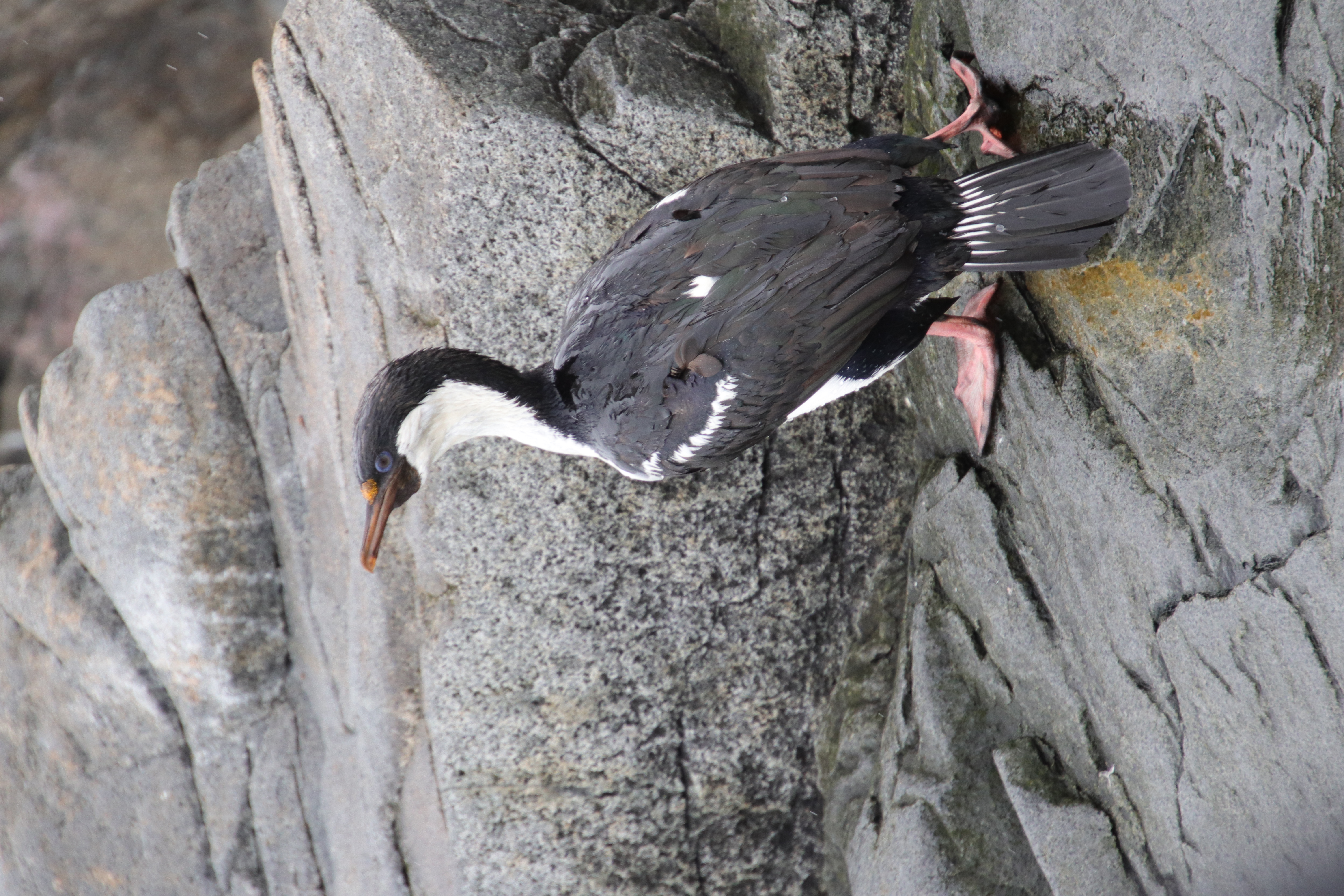 Blue-eyed shag parent